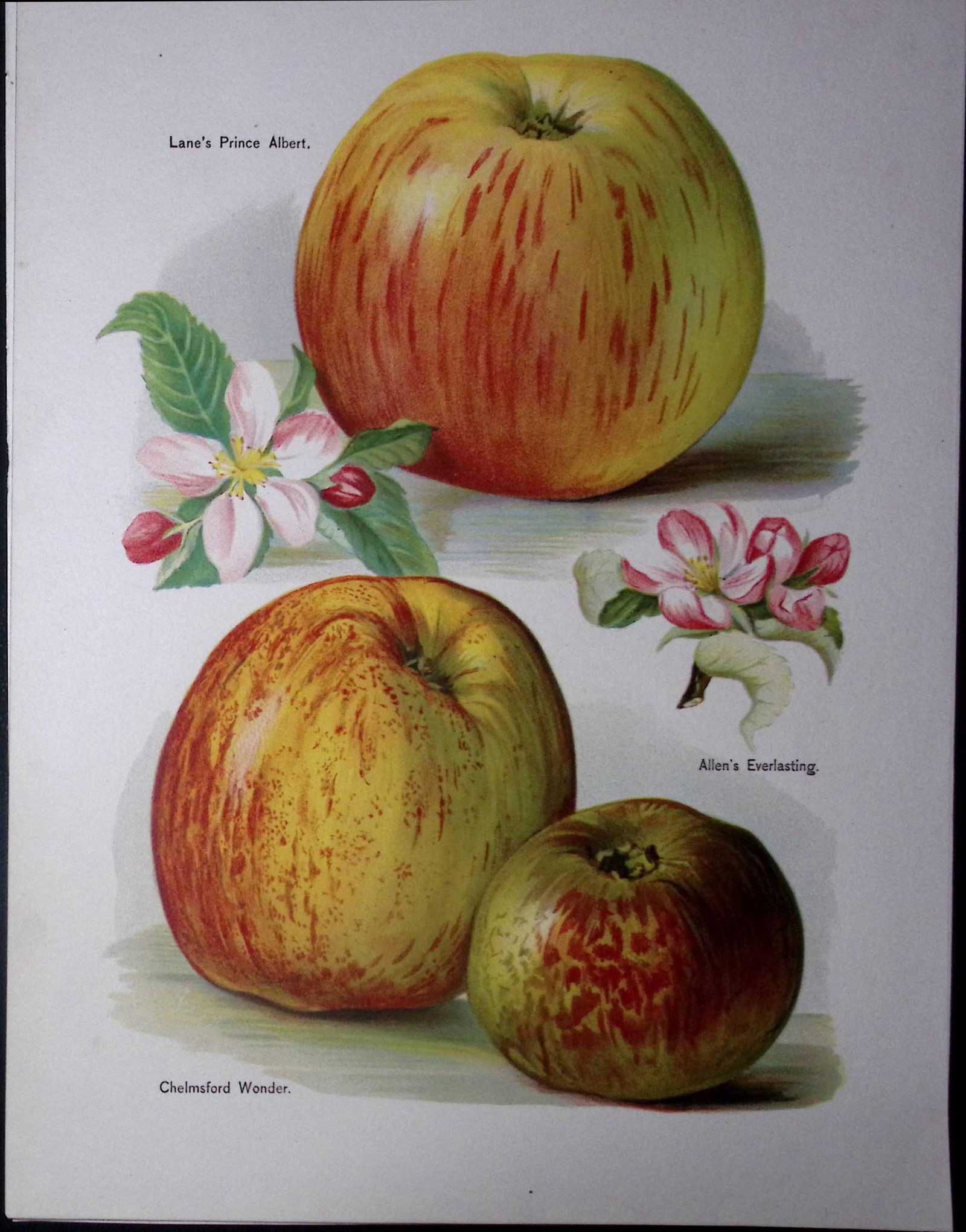 Apples- Prince Albert, Chelmsford Wonder, Allens Antique Mary Rivers Illustration-50: Title: Apples- Prince Albert, Chelmsford Wonder, Allens Antique Mary Rivers Illustration-50 Description: This Chromolithographed Print Measure Approximately 10 X 8 (Inche