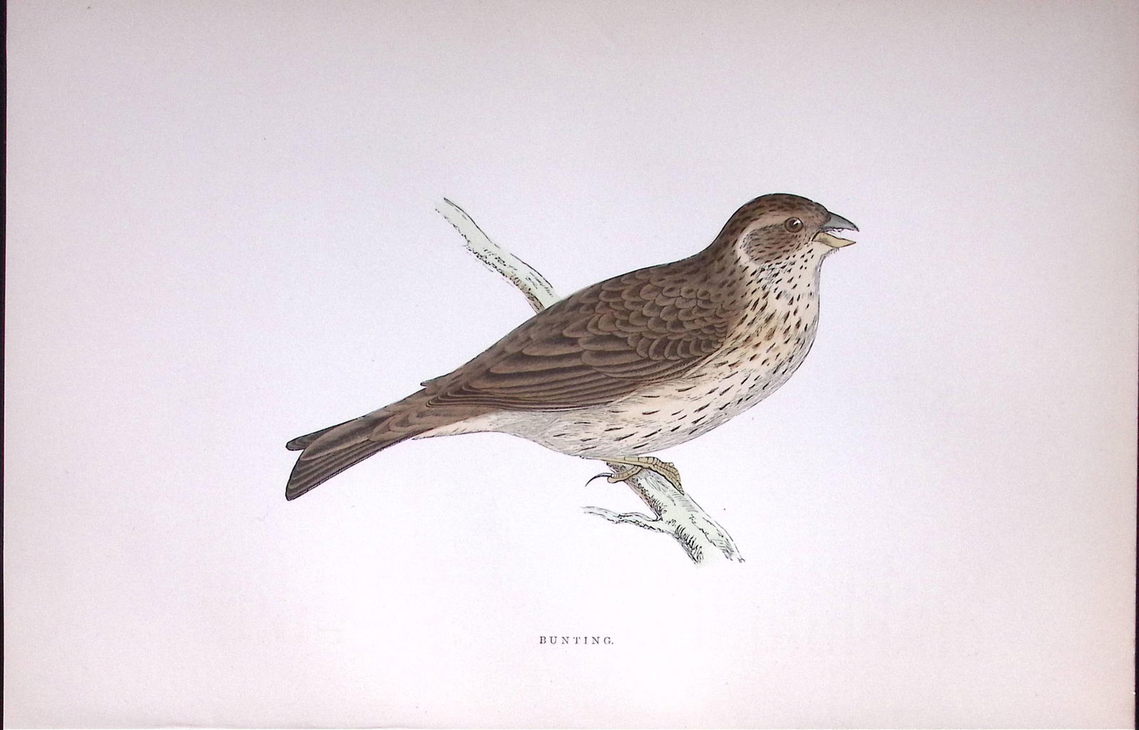 Bunting Rev Morris Antique History of British Birds 130 Years-Old Engraving-185: Title: Bunting Rev Morris Antique History of British Birds 130 Years-Old Engraving-185 Description: This Chromolithographic Engraved Plate Has Been Removed from an Antique Edition of. Rev F O