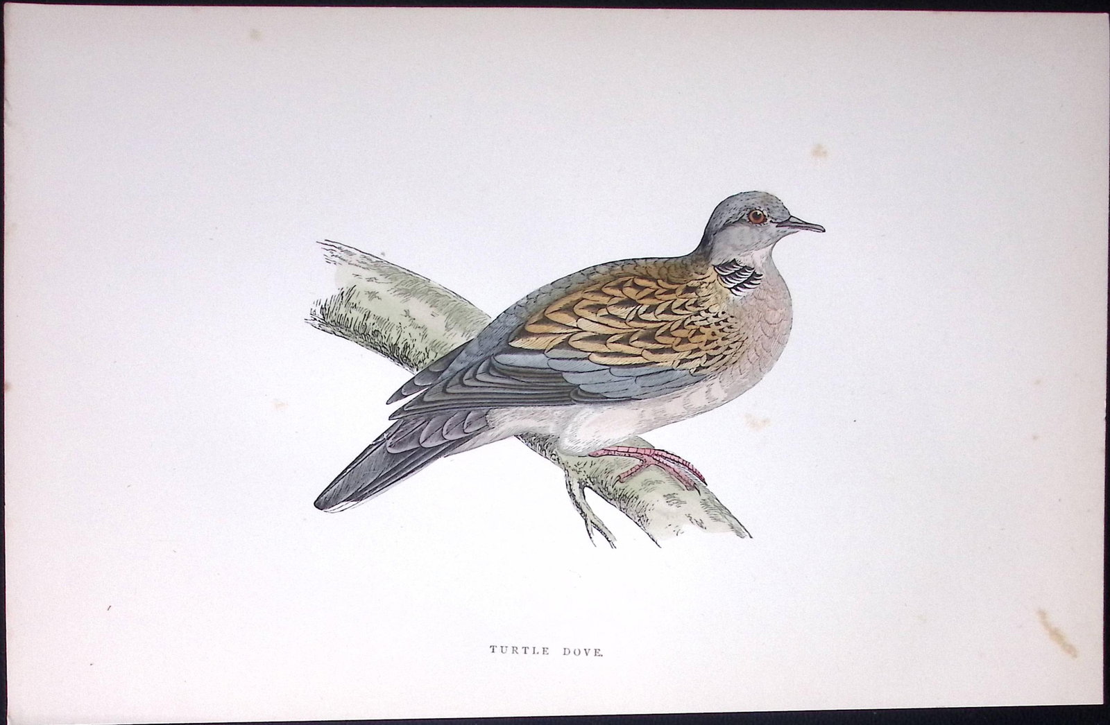 Turtle Dove Rev Morris Antique History of British Birds 130 Years-Old Engraving-41: Title: Turtle Dove Rev Morris Antique History of British Birds 130 Years-Old Engraving-41 Description: This Chromolithographic Engraved Plate Has Been Removed from an Antique Edition