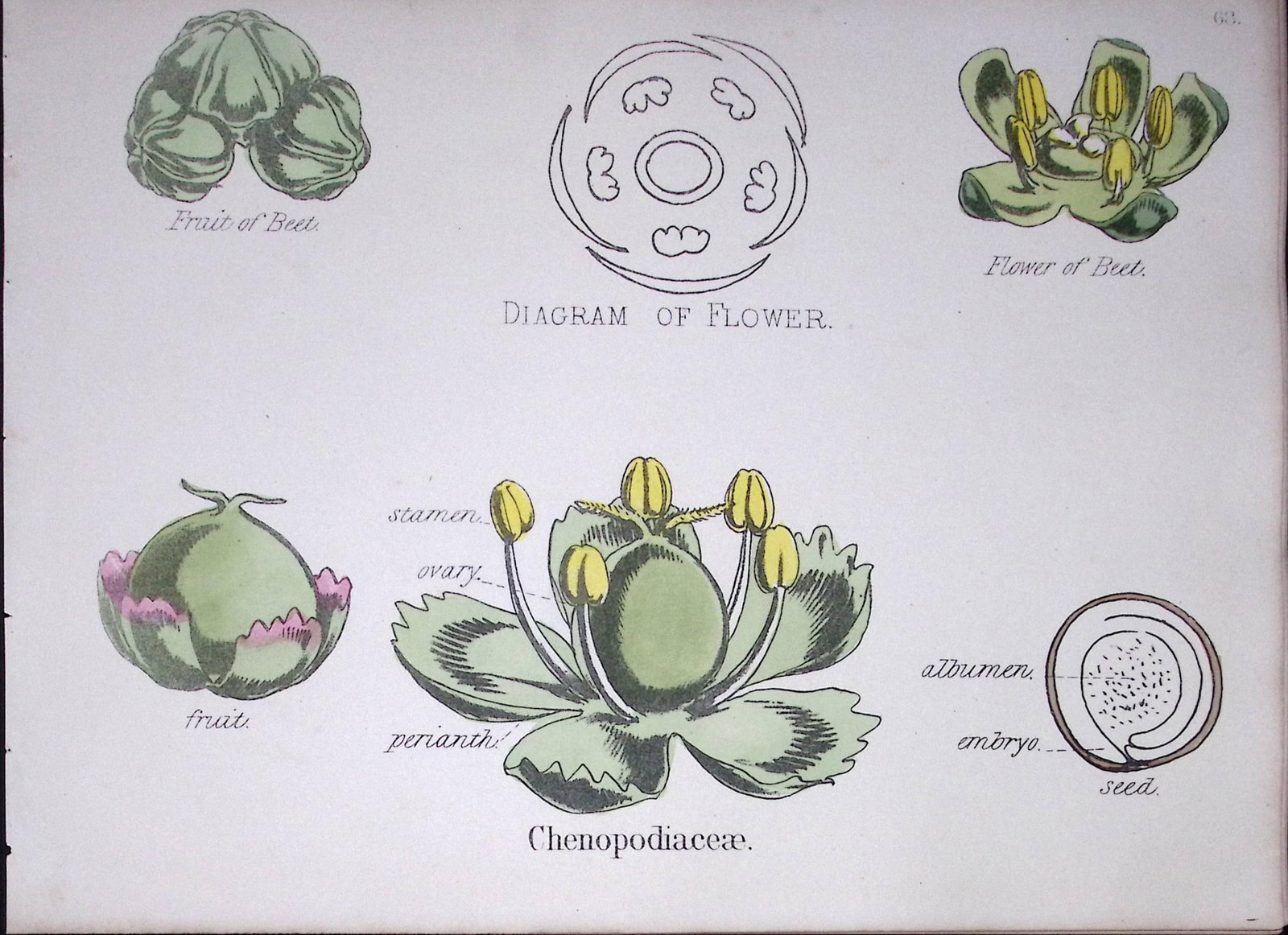 Chenopodioideae Botanical Flower Diagram Rare Antique First Edition Illustration-68: Title: Chenopodioideae Botanical Flower Diagram Rare Antique First Edition Illustration-68 Description: 150 Years-Old First Edition Hand-Coloured First Edition illustration by