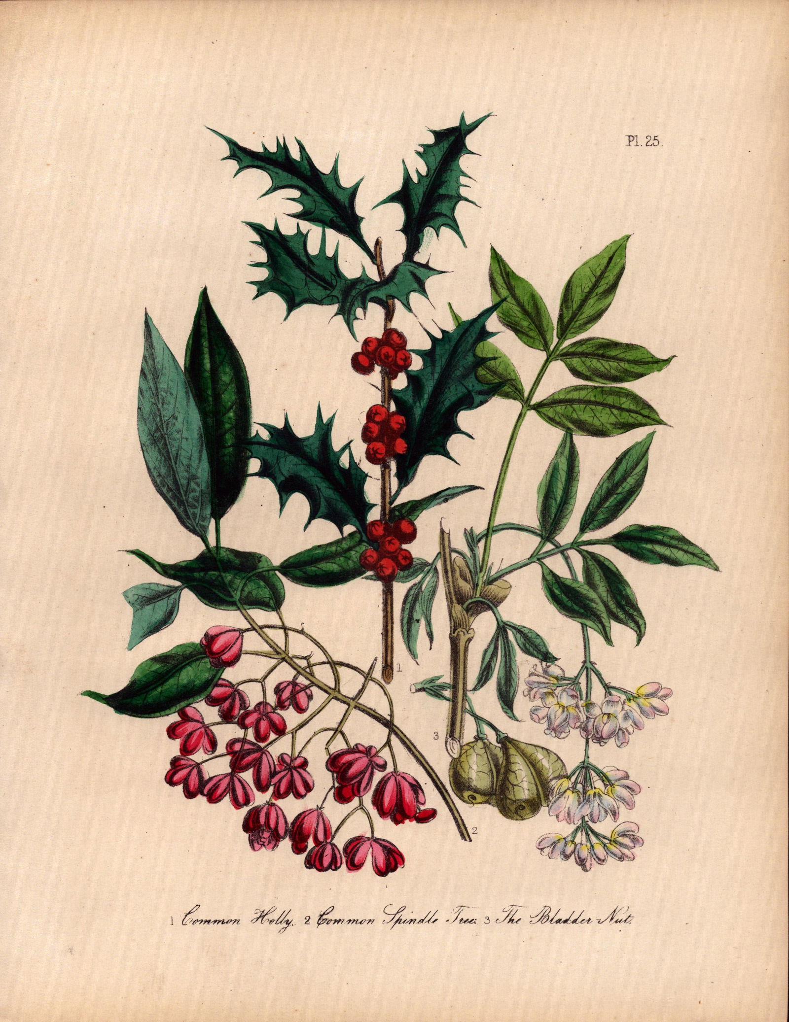 Jane Loudon Rare 165-Yr-Old Antique British Wildflower Hand-Coloured Plate-25: Title: Jane Loudon Rare 165-Yr-Old Antique British Wildflower Hand-Coloured Plate-25 Description: With Original Hand-Colouring from The Famed Series of British Wildflowers. </