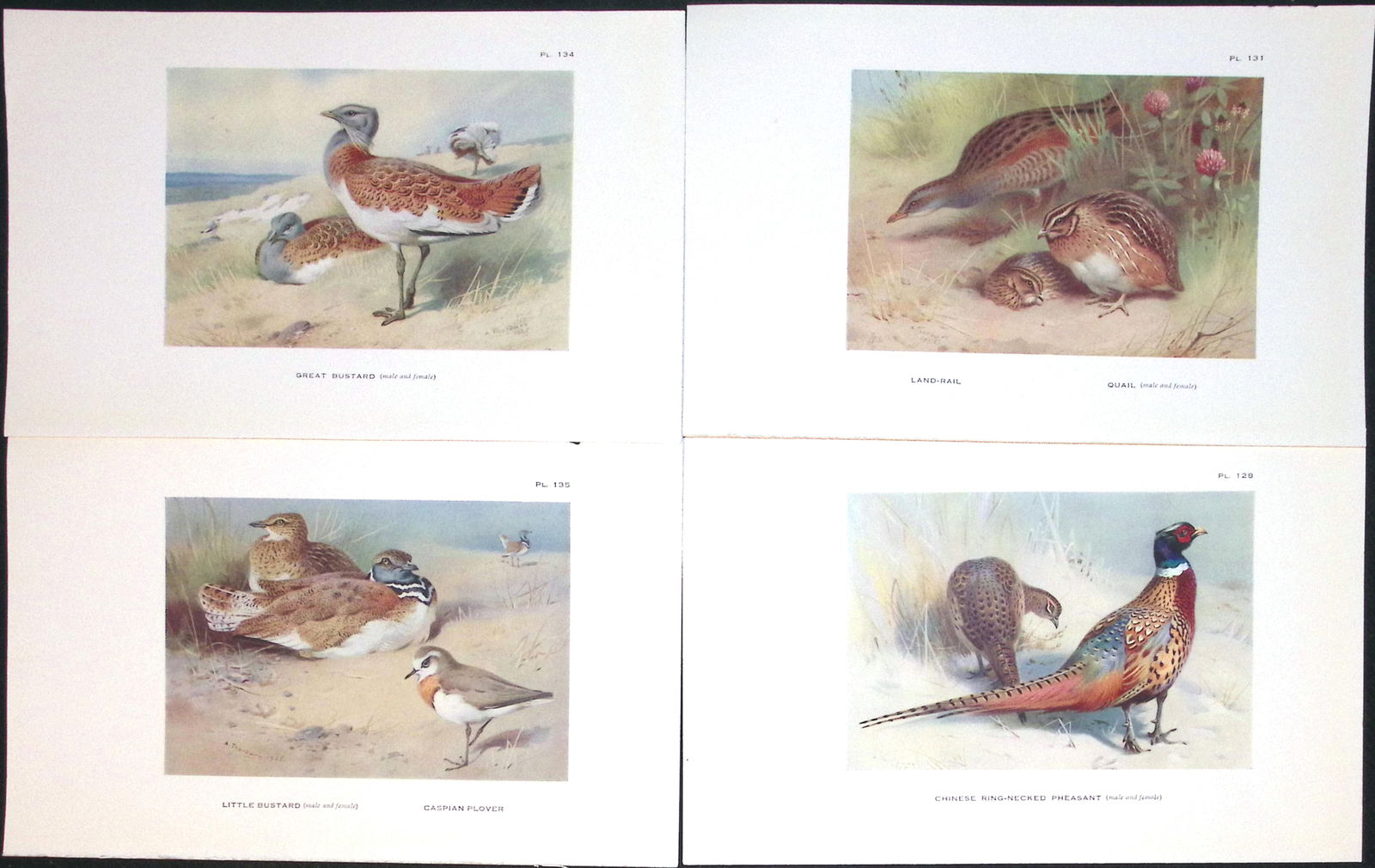 Job-Lot 11 Species Game Birds, Grouse, Bustards, Quail Antique Thorburn Prints-5 - 2