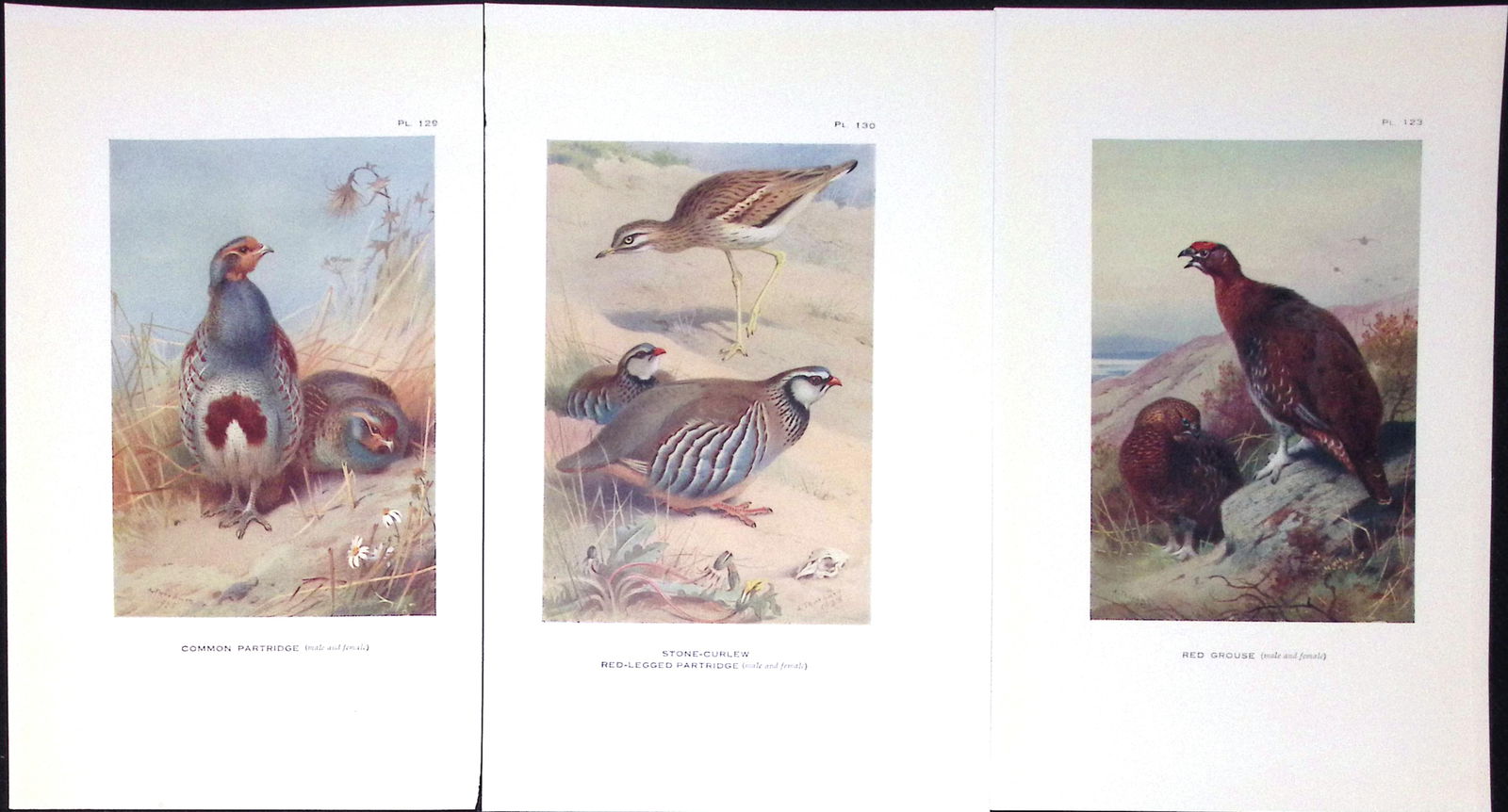 Job-Lot 11 Species Game Birds, Grouse, Bustards, Quail Antique Thorburn Prints-5 - 3