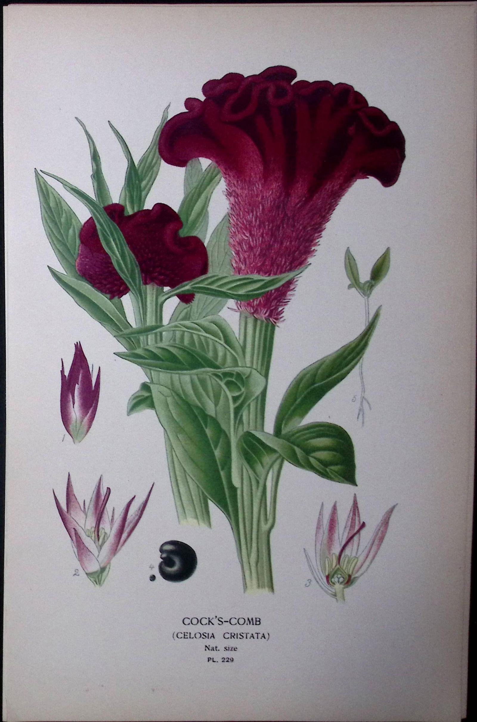 Cock’s-Comb Edward Step Rare Antique Botanical Book Plate-229: Title: Cock’s-Comb Edward Step Rare Antique Botanical Book Plate-229 Description: This Rare Beautiful Chromolithograph Was Removed from a Circa 1897 Antique Edition of.