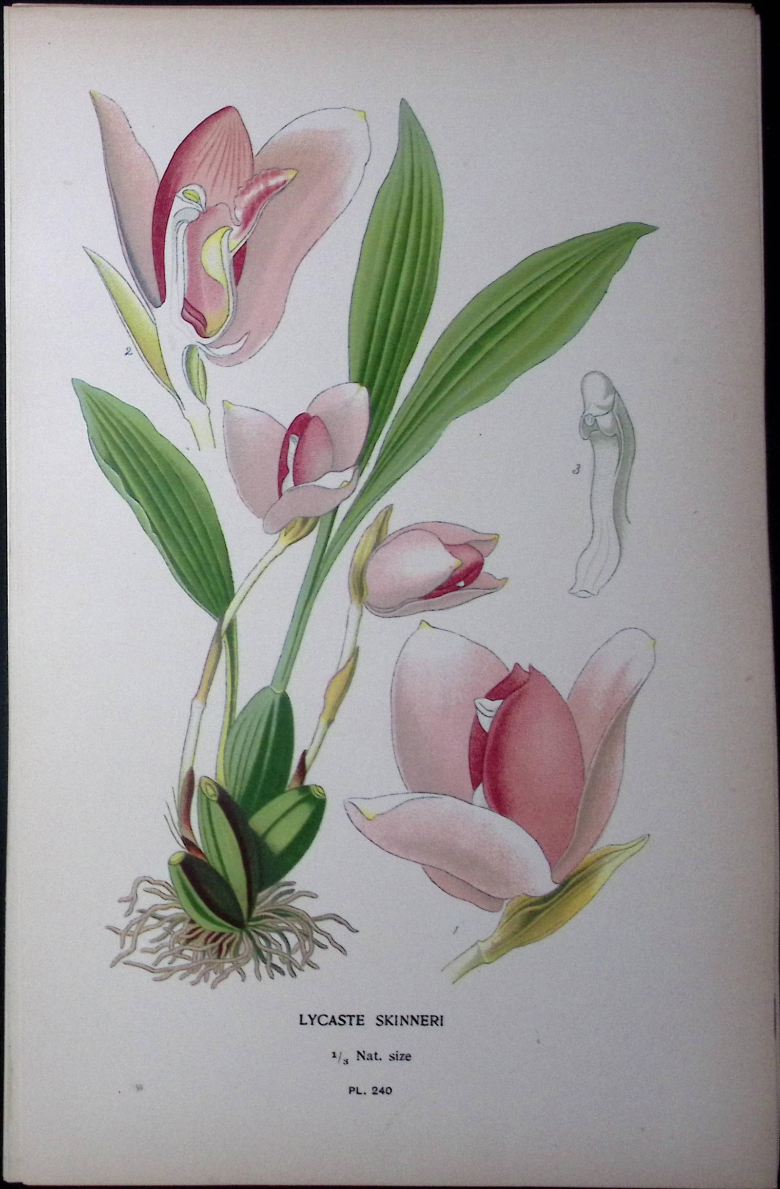 White Nun Orchid Edward Step Rare Antique Botanical Book Plate-240 (1 of 1)