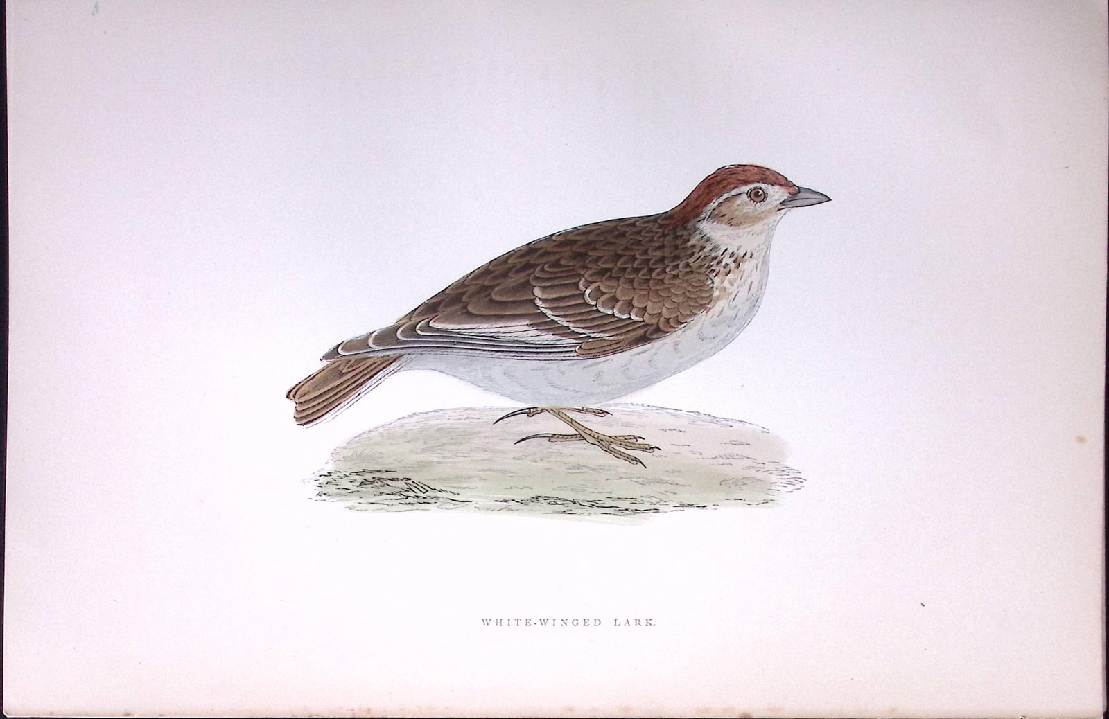 White Winged Lark Rev Morris Antique History of British Birds 130 Years-Old Engraving-177: Title: White Winged Lark Rev Morris Antique History of British Birds 130 Years-Old Engraving-177 Description: This Chromolithographic Engraved Plate Has Been Removed from an Antique