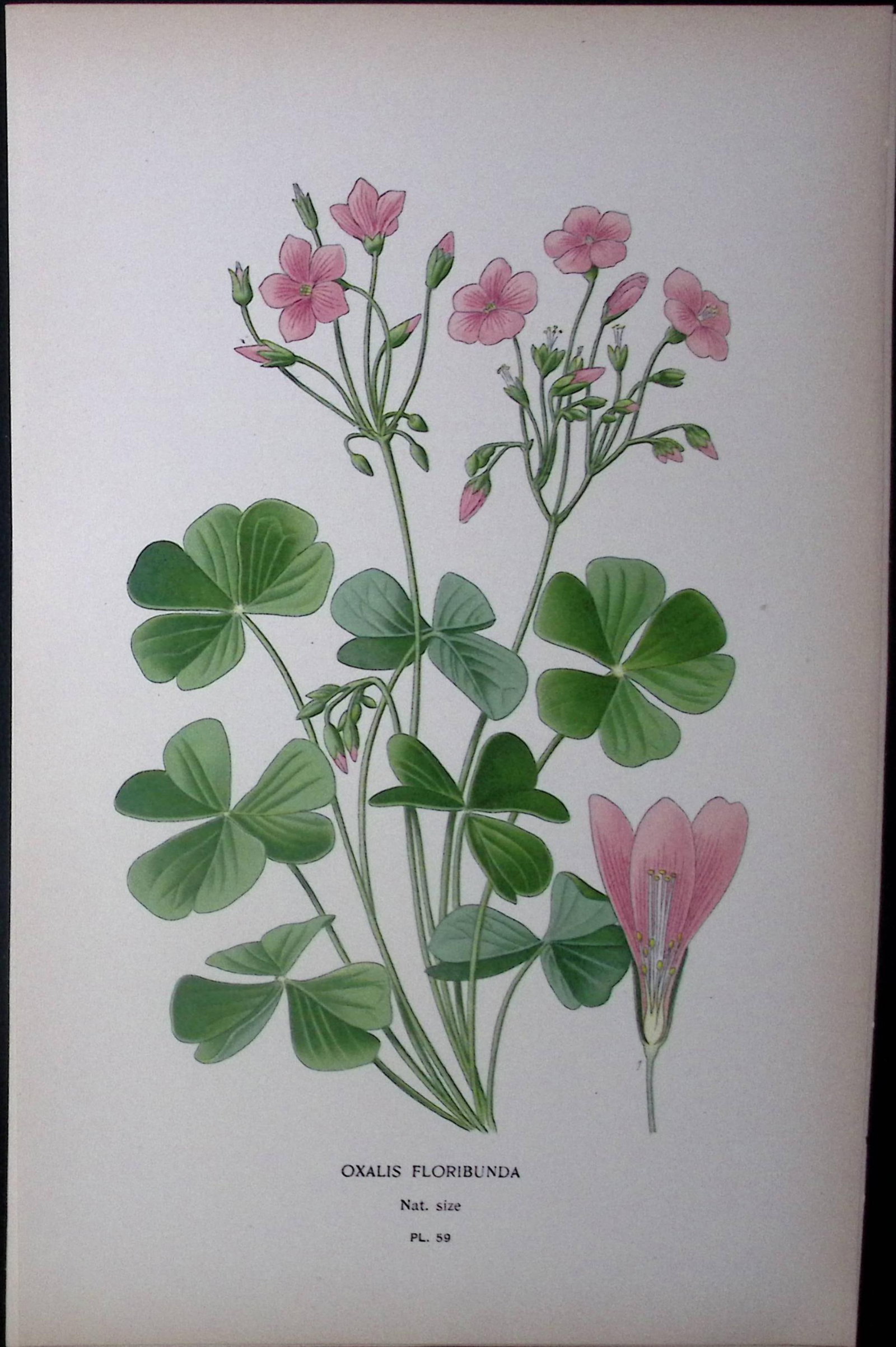 Pink Sorrel Edward Step Rare Antique Botanical Book Plate-59: Title: Pink Sorrel Edward Step Rare Antique Botanical Book Plate-59 Description: This Rare Beautiful Chromolithograph Was Removed from a Circa 1897 Antique Edition of.