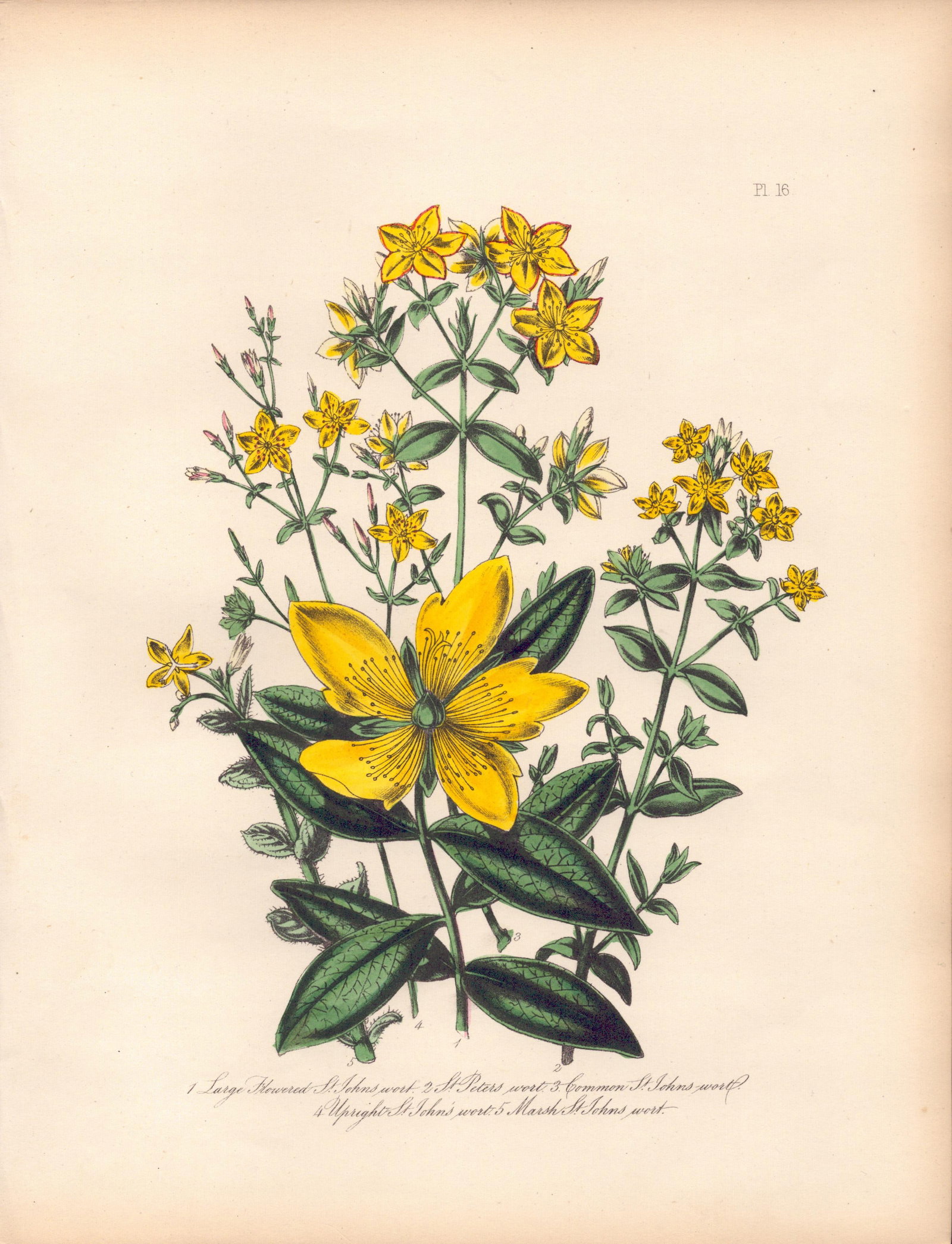 Jane Loudon Rare 165-Yr-Old Antique British Wildflower Hand-Coloured Plate-16: Title: Jane Loudon Rare 165-Yr-Old Antique British Wildflower Hand-Coloured Plate-16 Description: With Original Hand-Colouring from The Famed Series of British Wildflowers. </