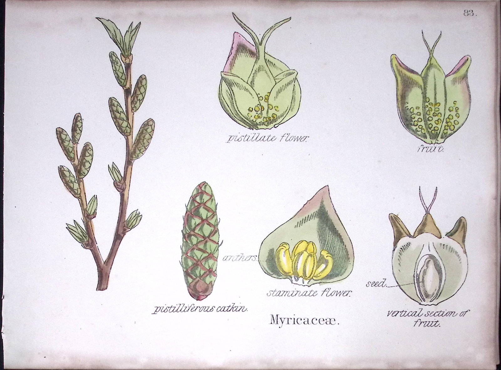 Myricaceae Botanical Flower Diagram Rare Antique First Edition Illustration-83: Title: Myricaceae Botanical Flower Diagram Rare Antique First Edition Illustration-83 Description: 150 Years-Old First Edition Hand-Coloured First Edition illustration by W. H.