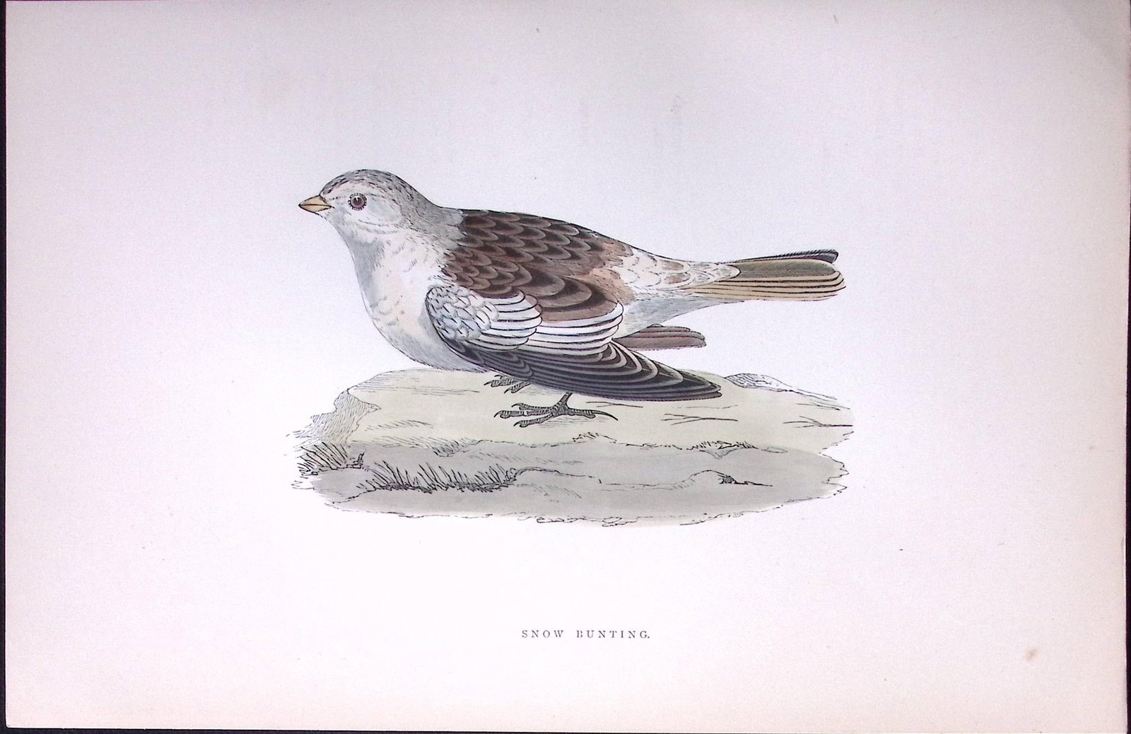 Snow Bunting Rev Morris Antique History of British Birds 130 Years-Old Engraving-183: Title: Snow Bunting Rev Morris Antique History of British Birds 130 Years-Old Engraving-183 Description: This Chromolithographic Engraved Plate Has Been Removed from an Antique Edition of. Rev