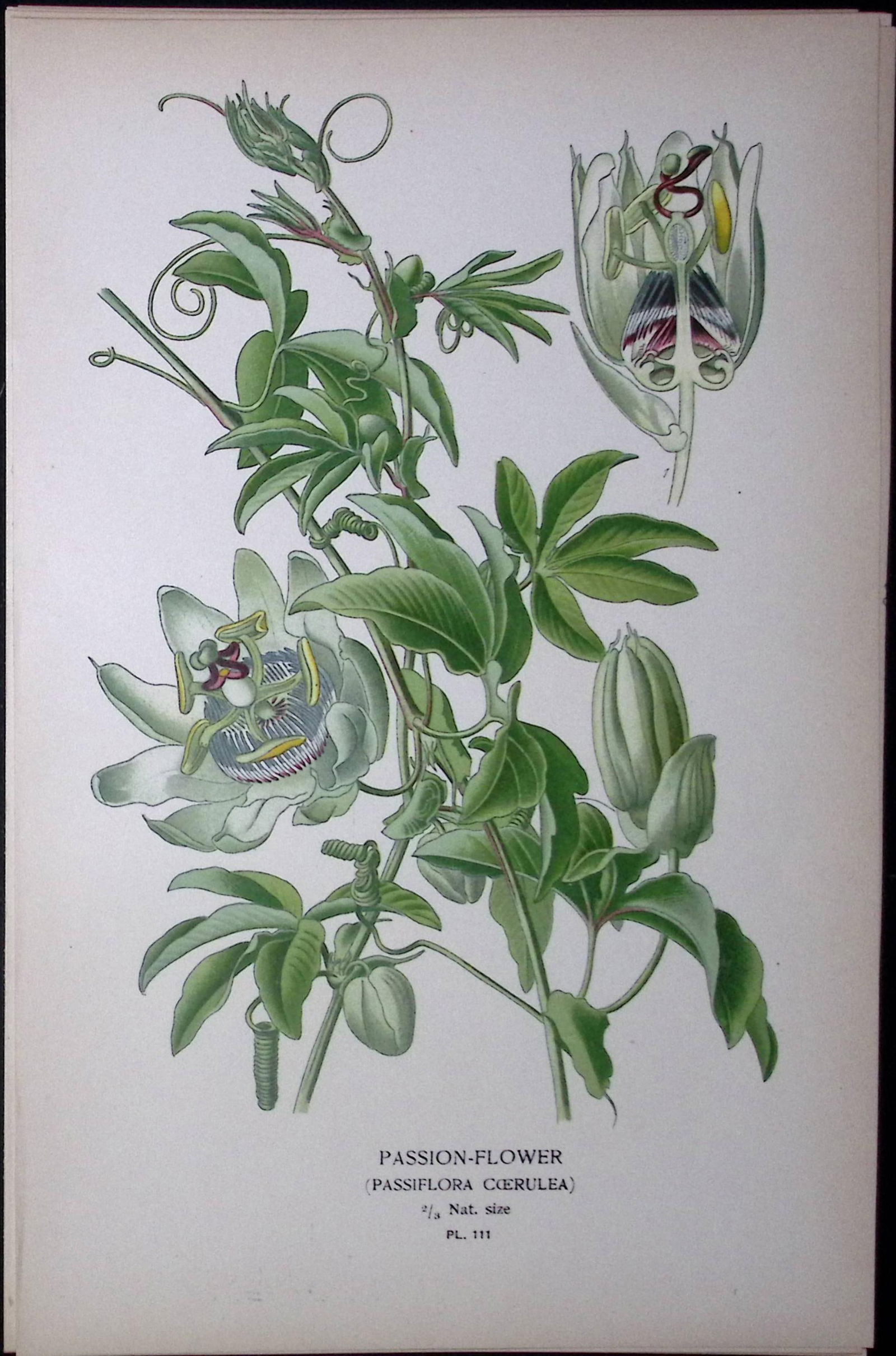 Passion Flower Edward Step Rare Antique Botanical Book Plate-111: Title: Passion Flower Edward Step Rare Antique Botanical Book Plate-111 Description: This Rare Beautiful Chromolithograph Was Removed from a Circa 1897 Antique Edition of. The Favourite Flowers