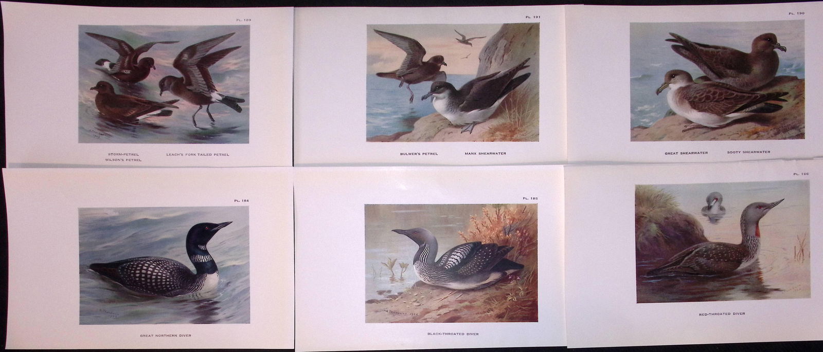 Job-Lot 11 Thorburn Bird Divers, Grebe, Petrel, Snipe Antique Prints 15.: Title: Job-Lot 11 Thorburn Bird Divers, Grebe, Petrel, Snipe Antique Prints 15. Description: These Antique Prints Was Removed from an Edition of. Archibald Thornbur