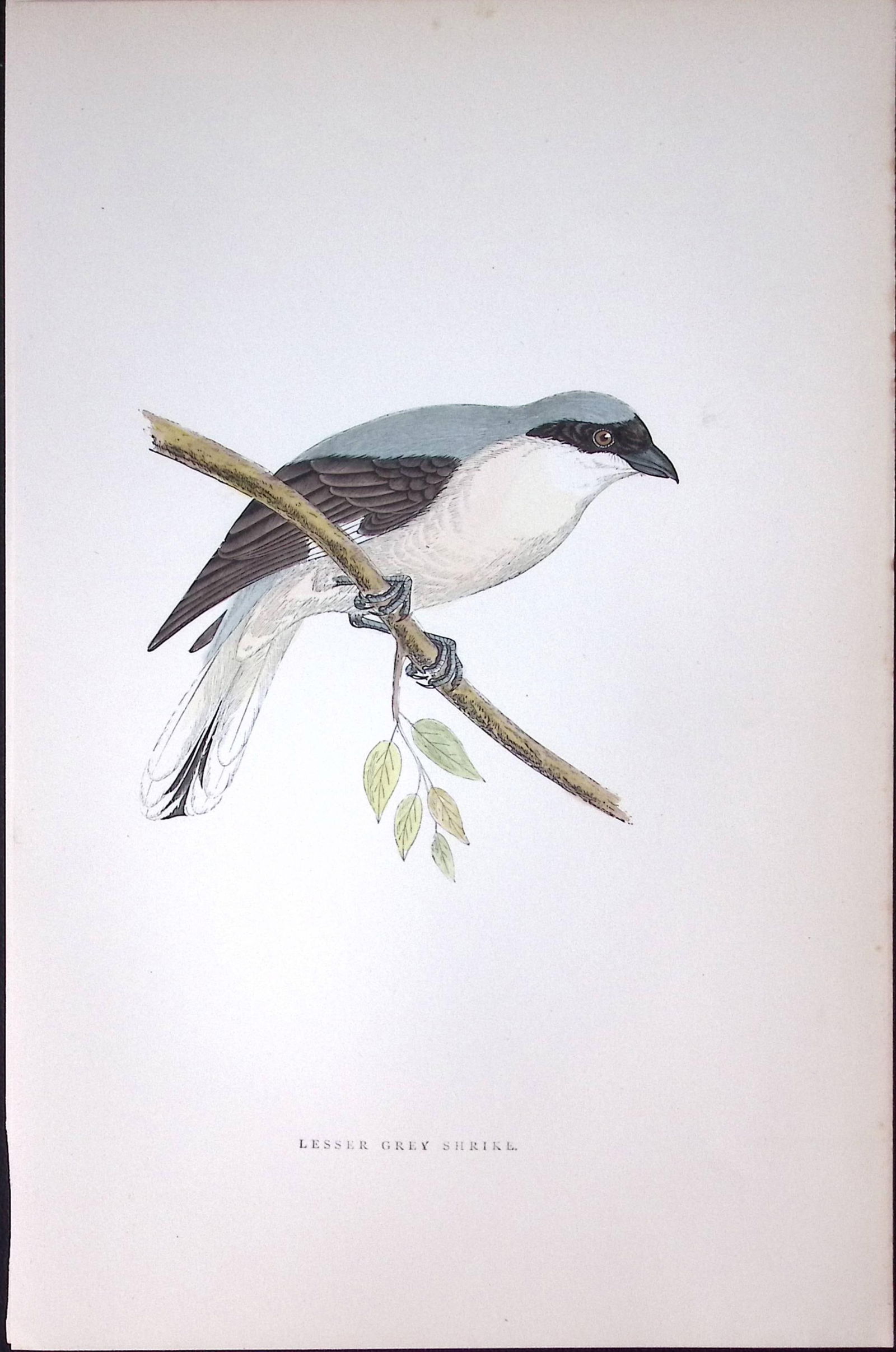 Lesser Grey Shrike Rev Morris Antique History of British Birds 130 Years-Old Engraving-62: Title: Lesser Grey Shrike Rev Morris Antique History of British Birds 130 Years-Old Engraving-62 Description: This Chromolithographic Engraved Plate Has Been Removed from an Antique