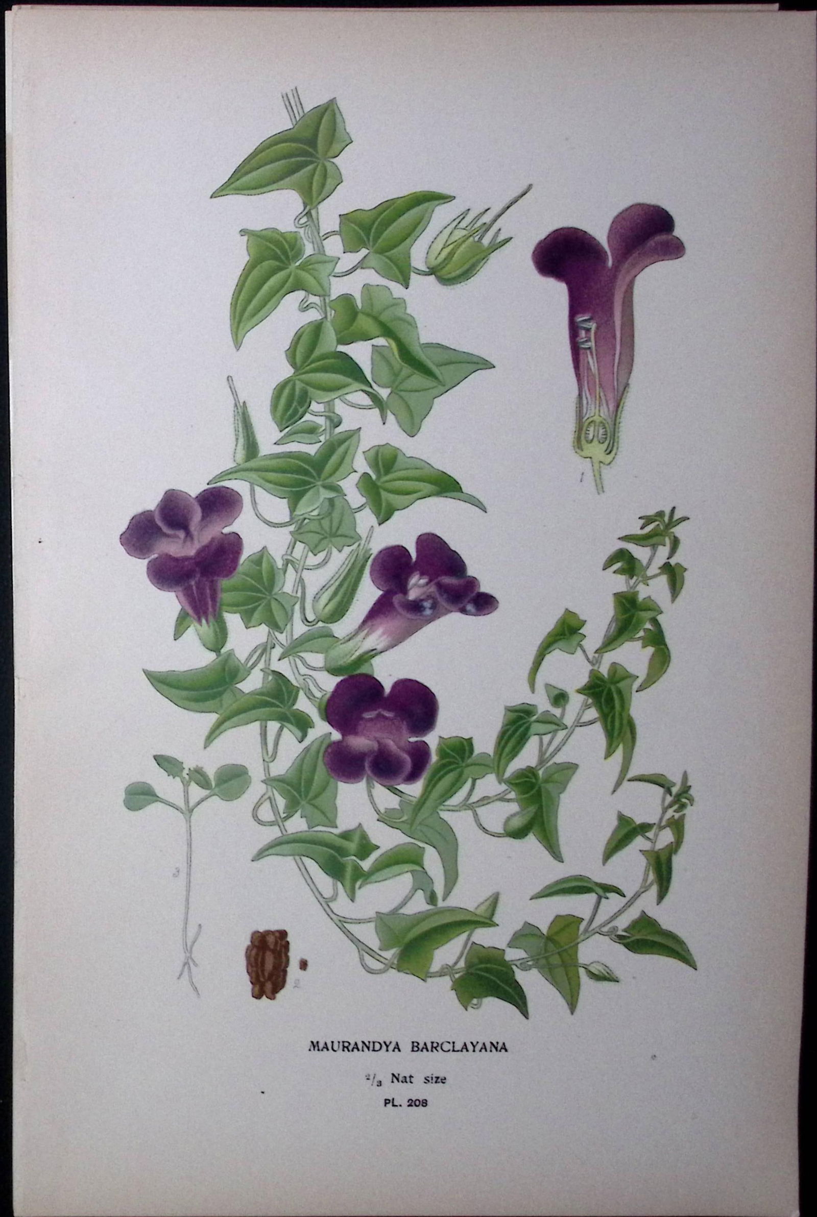 Mexican Viper Edward Step Rare Antique Botanical Book Plate-208: Title: Mexican Viper Edward Step Rare Antique Botanical Book Plate-208 Description: This Rare Beautiful Chromolithograph Was Removed from a Circa 1897 Antique Edition of.