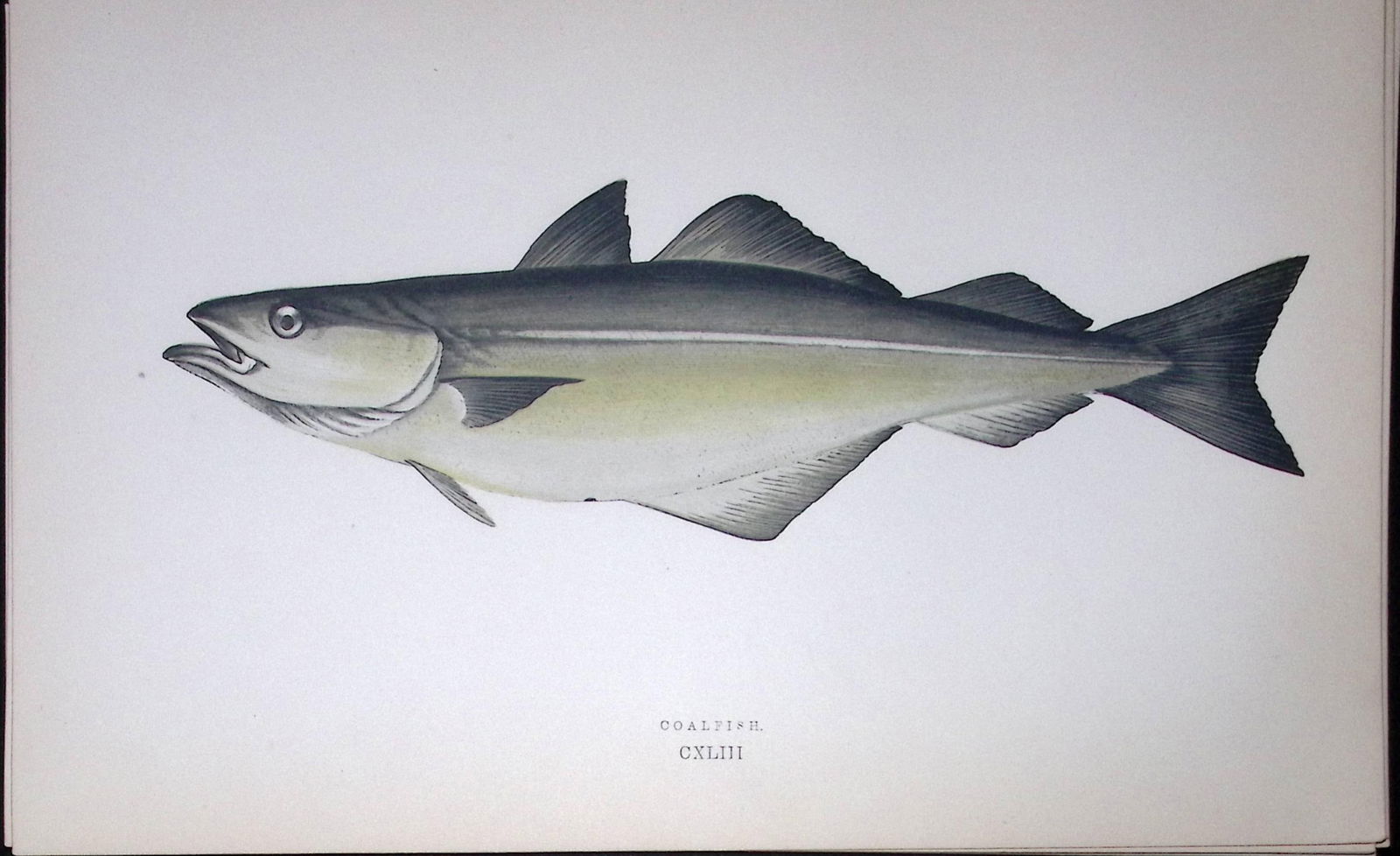 Coalfish Fish Scarce Antique 1877 J. Couch Woodblock Engraving-84 (1 of 1)