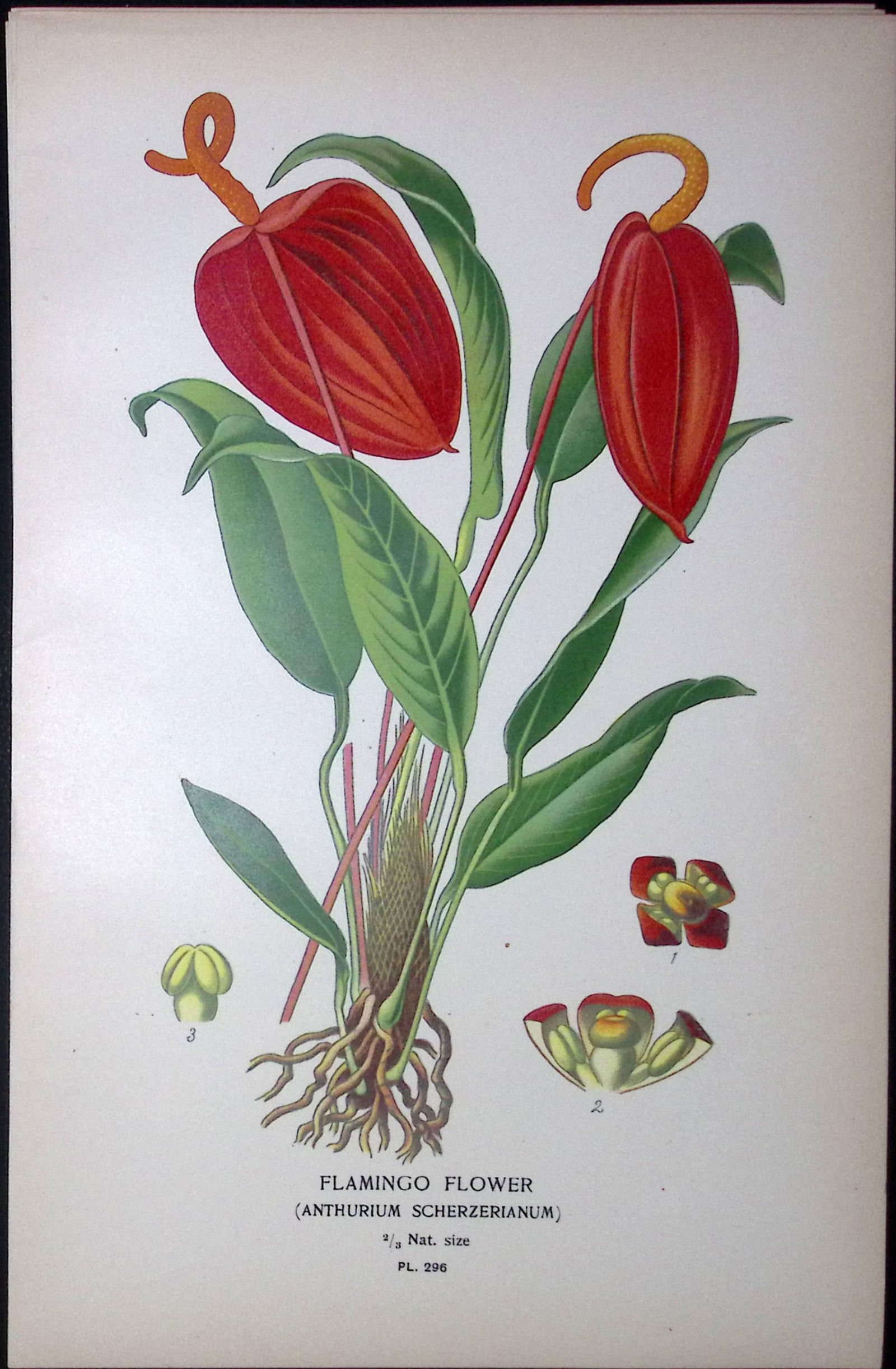 Flamingo Flower Edward Step Rare Antique Botanical Book Plate-296: Title: Flamingo Flower Edward Step Rare Antique Botanical Book Plate-296 Description: This Rare Beautiful Chromolithograph Was Removed from a Circa 1897 Antique Edition of. </