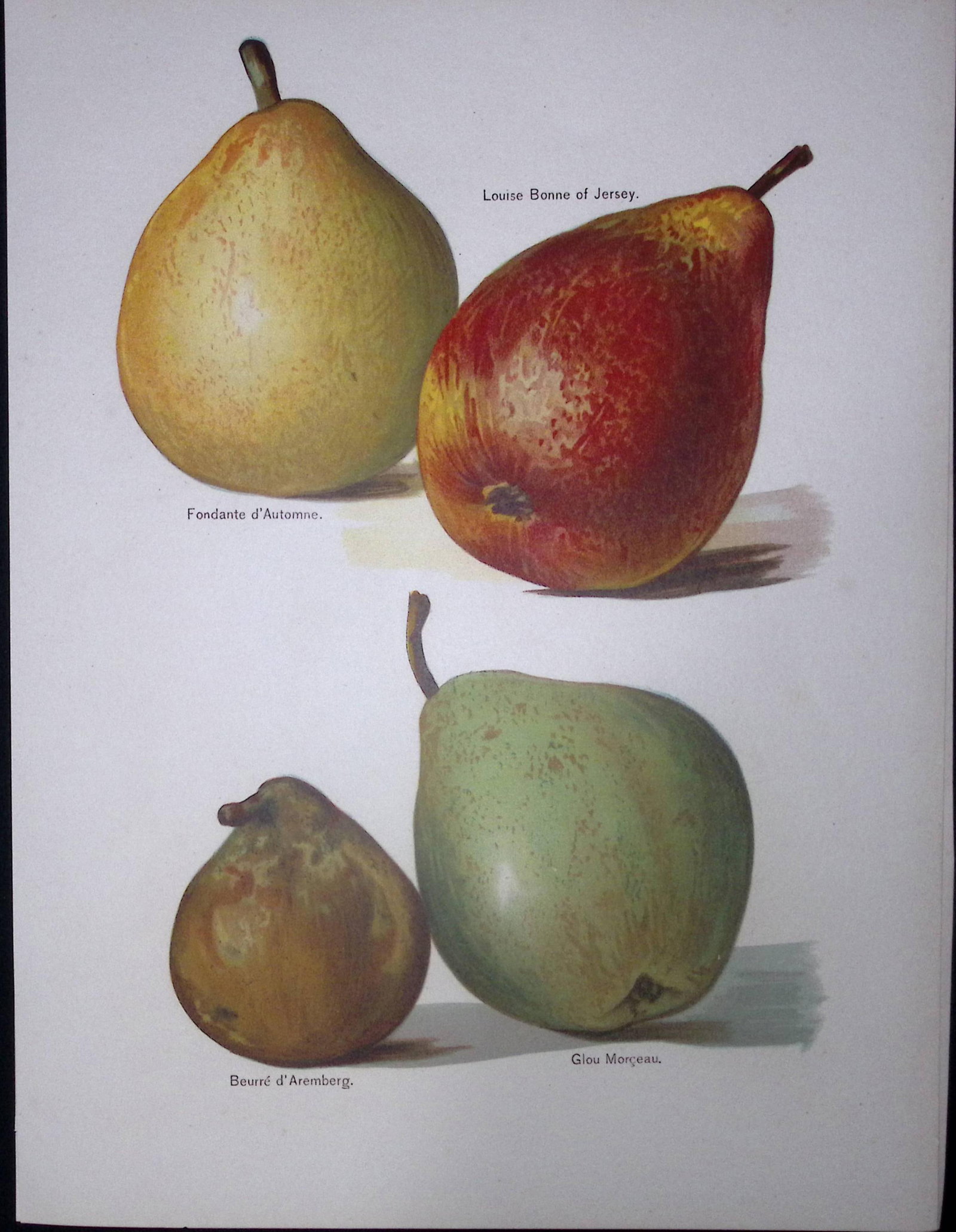 Pears Louise Bonne of Jersey, Fondante Autonme, Antique Mary Rivers Illustration-14.: Title: Pears Louise Bonne of Jersey, Fondante Autonme, Antique Mary Rivers Illustration-14. Description: This Chromolithographed Print Measure Approximately 10.5 X 8  (Inches)