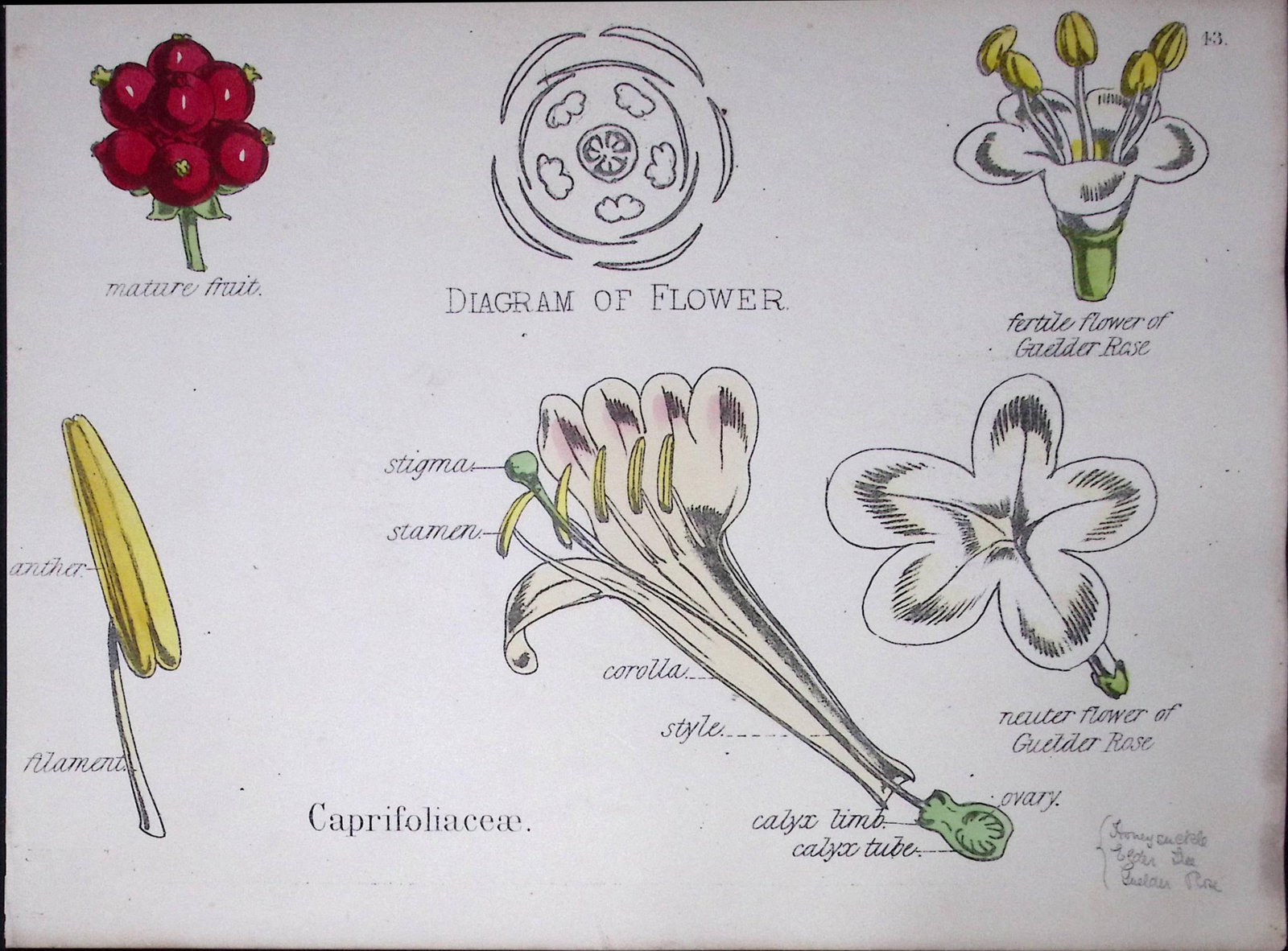 Honeysuckle Botanical Flower Diagram Rare Antique First Edition Illustration-43: Title: Honeysuckle Botanical Flower Diagram Rare Antique First Edition Illustration-43 Description: 150 Years-Old First Edition Hand-Coloured First Edition illustration by W. H
