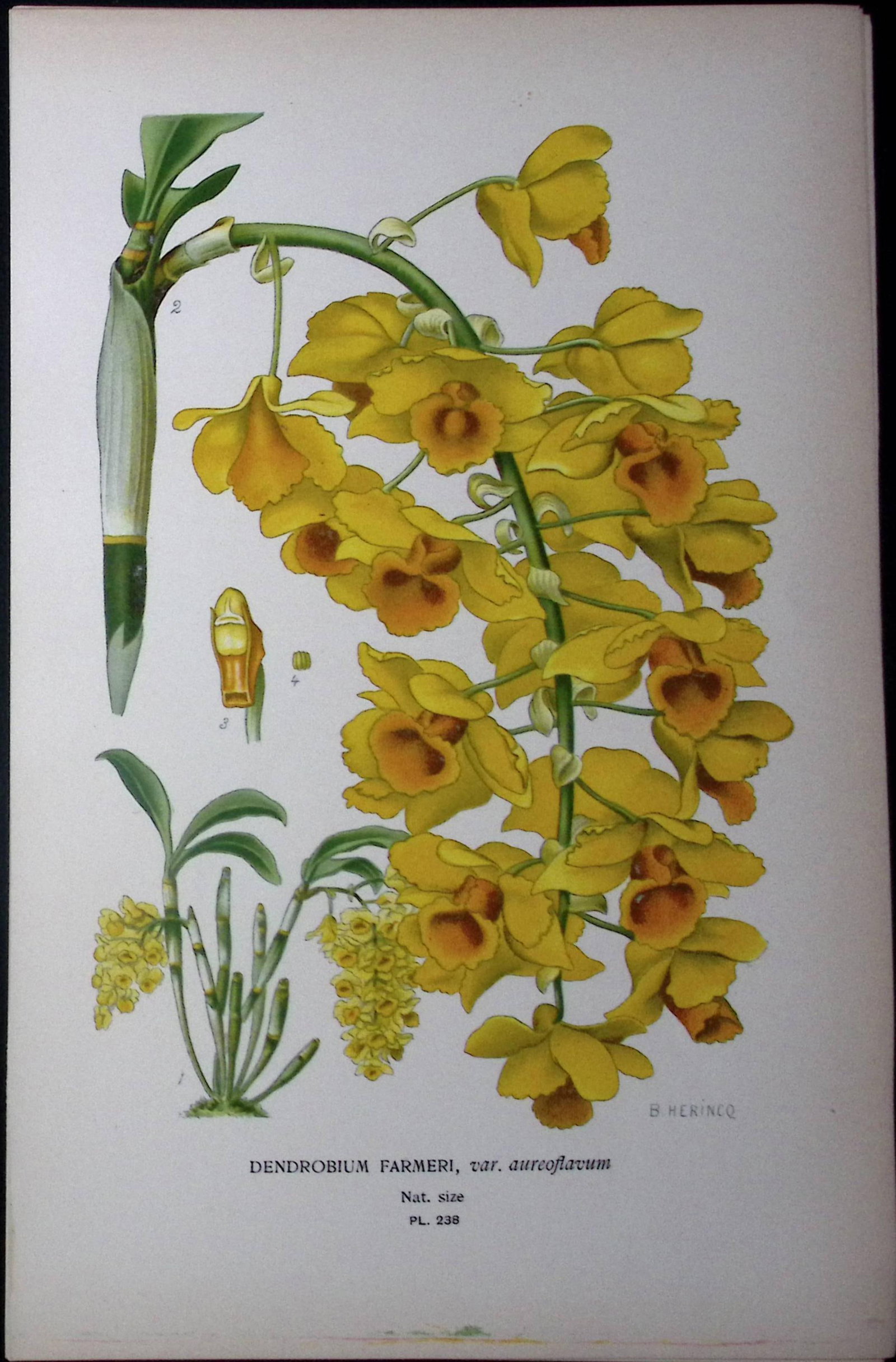 Farmer's Dendrobium Orchid Edward Step Rare Antique Botanical Book Plate-238: Title: Farmer's Dendrobium Orchid Edward Step Rare Antique Botanical Book Plate-238 Description: This Rare Beautiful Chromolithograph Was Removed from a Circa 1897 Antique Edition of