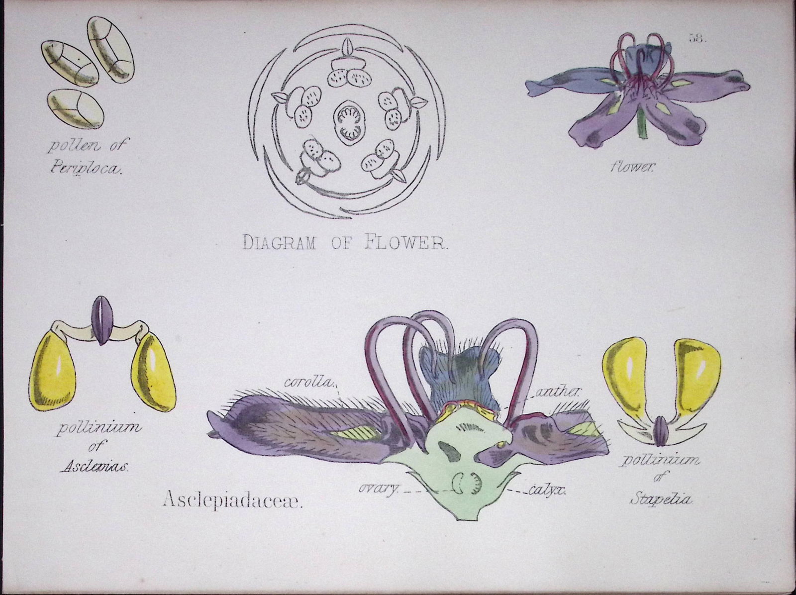Milkweeds Botanical Flower Diagram Rare Antique First Edition Illustration-58: Title: Milkweeds Botanical Flower Diagram Rare Antique First Edition Illustration-58 Description: 150 Years-Old First Edition Hand-Coloured First Edition illustration by W. H.