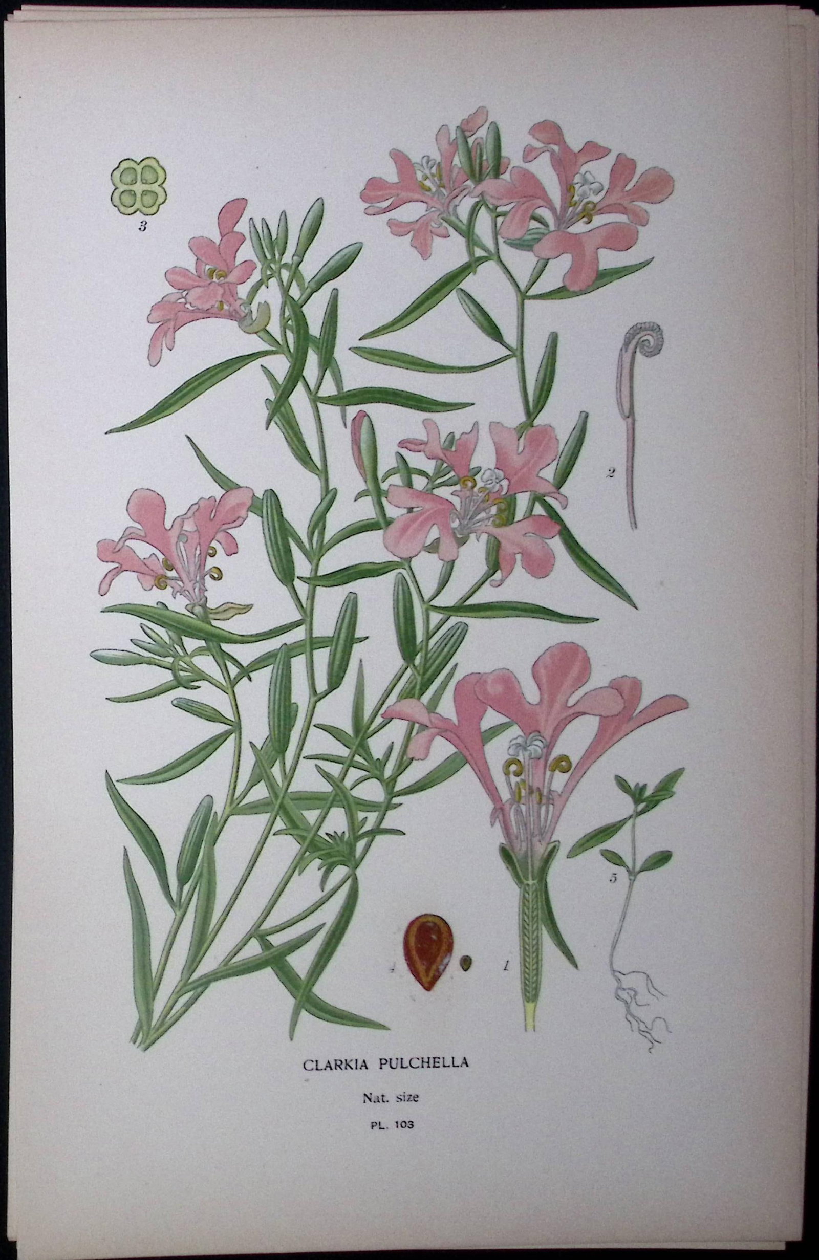 Pink Fairies Flower Edward Step Rare Antique Botanical Book Plate-103: Title: Pink Fairies Flower Edward Step Rare Antique Botanical Book Plate-103 Description: This Rare Beautiful Chromolithograph Was Removed from a Circa 1897 Antique Edition of.