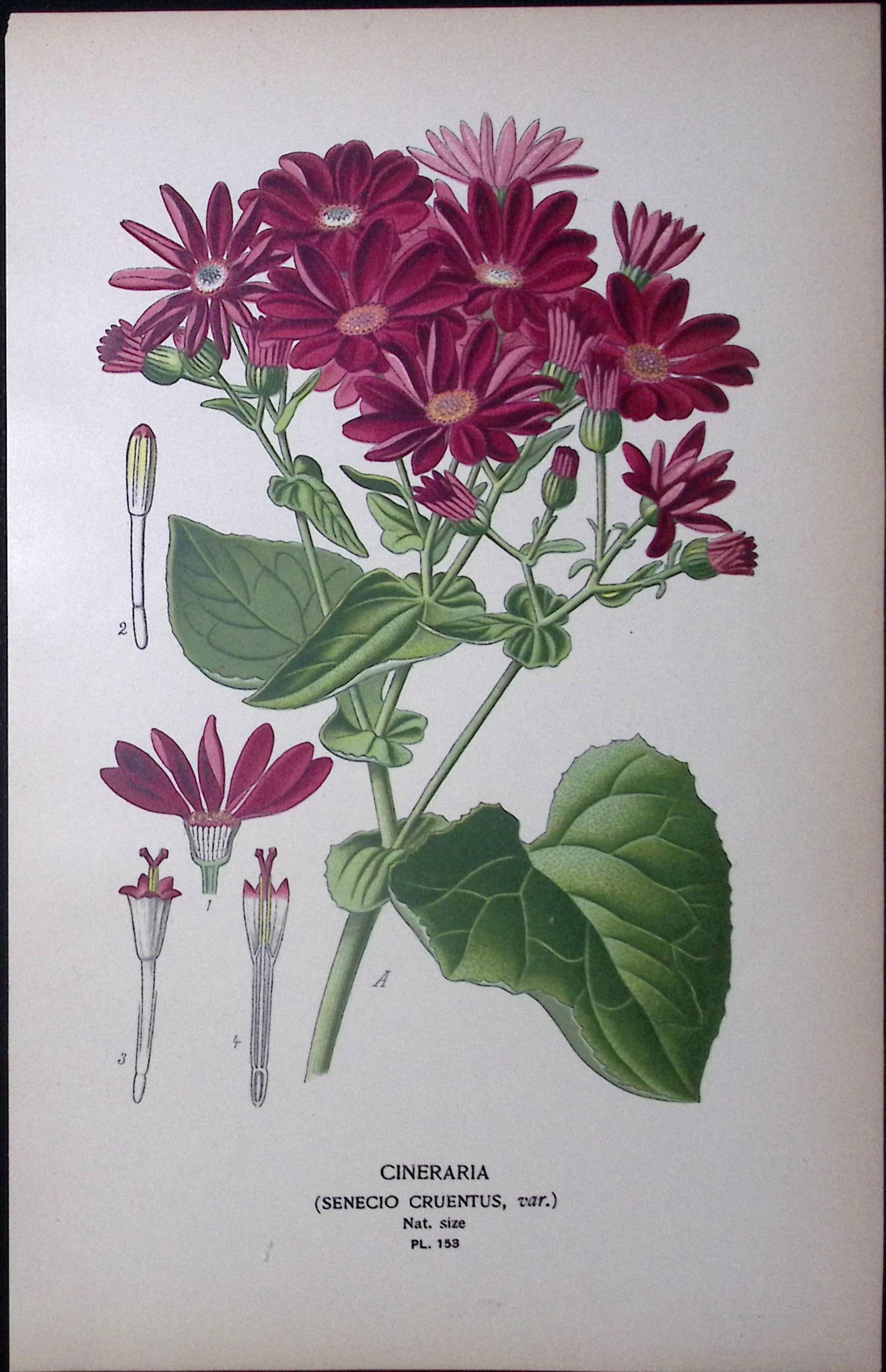 Florist's Cineraria Edward Step Rare Antique Botanical Book Plate-153: Title: Florist's Cineraria Edward Step Rare Antique Botanical Book Plate-153 Description: This Rare Beautiful Chromolithograph Was Removed from a Circa 1897 Antique Edition of. The Favourite