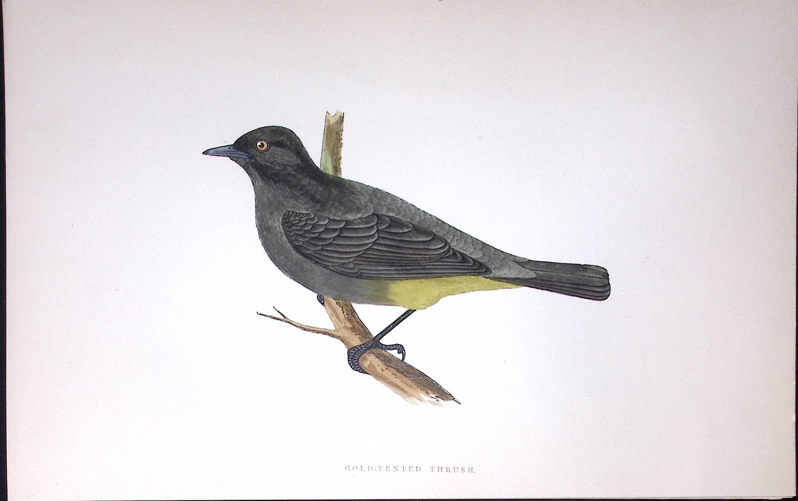Gold Vented Thrush Rev Morris History of British Birds 130 Yrs-Old AntiqueEngraving-91: Title: Gold Vented Thrush Rev Morris History of British Birds 130 Yrs-Old AntiqueEngraving-91 Description: This Chromolithographic Engraved Plate Has Been Removed from an Antique Edi