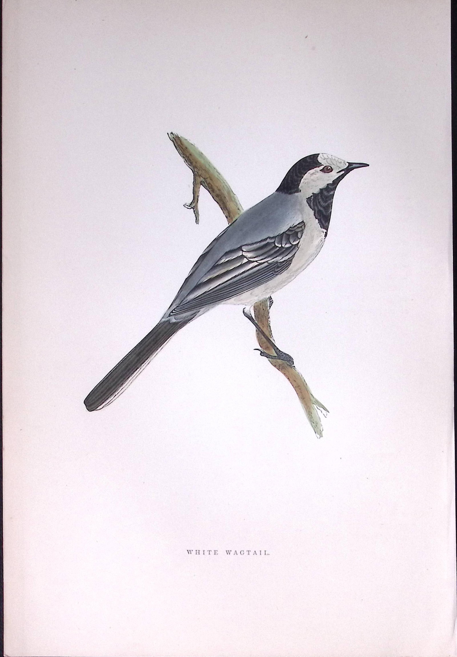 White Wagtail Rev Morris Antique History of British Birds 130 Years-Old Engraving-165: Title: White Wagtail Rev Morris Antique History of British Birds 130 Years-Old Engraving-165 Description: This Chromolithographic Engraved Plate Has Been Removed from an Antique Edition of. Rev