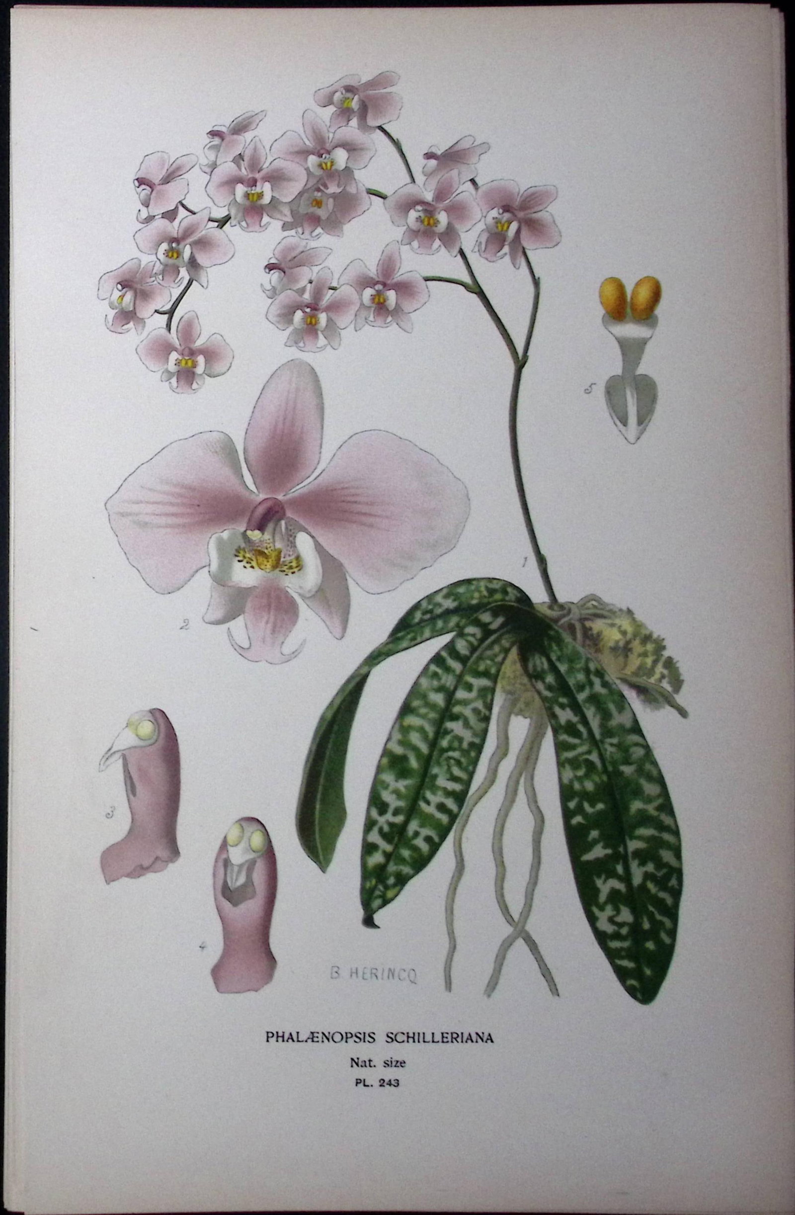 Schiller's Moth Orchid Edward Step Rare Antique Botanical Book Plate-243: Title: Schiller's Moth Orchid Edward Step Rare Antique Botanical Book Plate-243 Description: This Rare Beautiful Chromolithograph Was Removed from a Circa 1897 Antique Edition of.