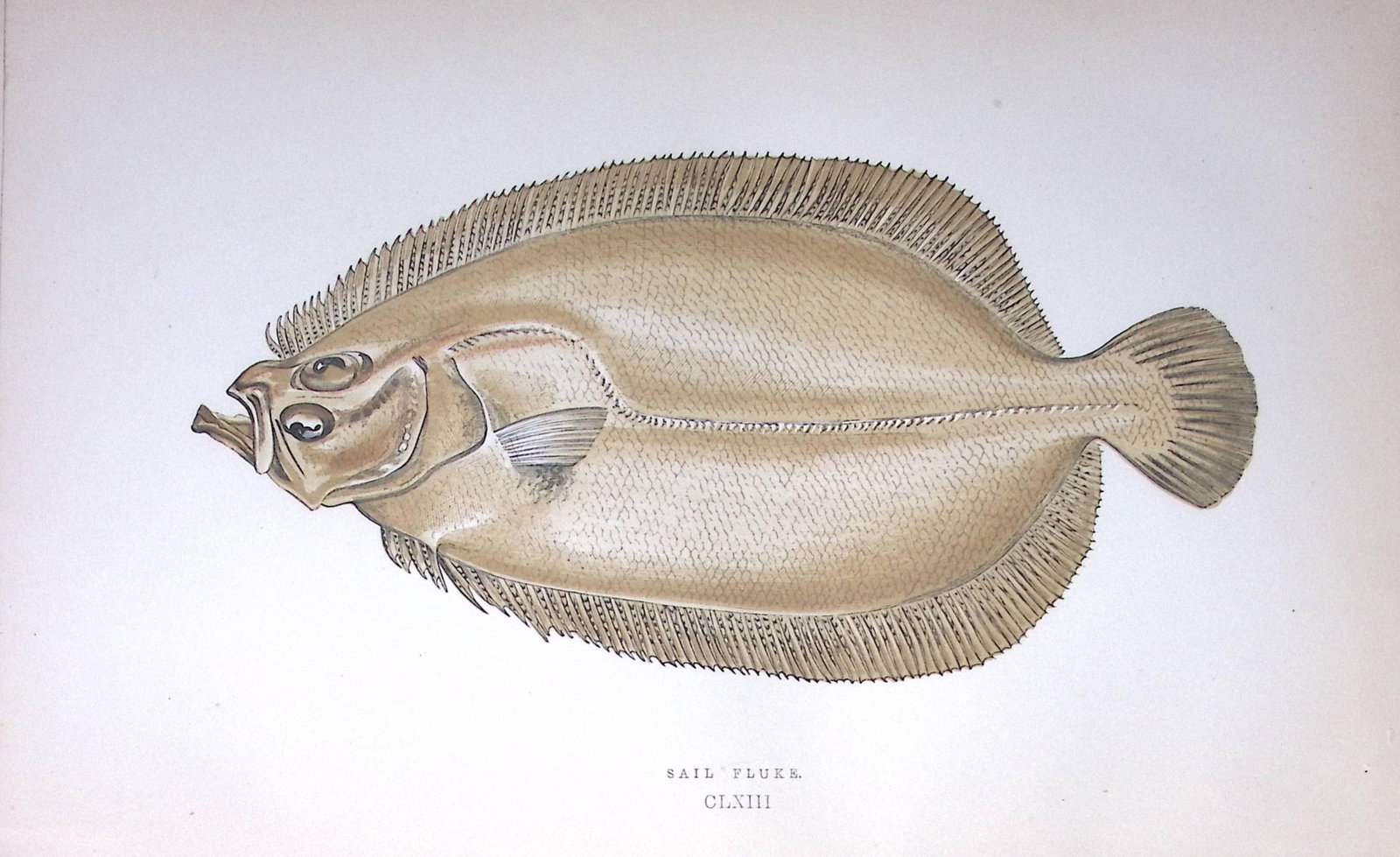 Sail Fluke Fish Scarce Antique 1877 J. Couch Woodblock Engraving-167: Title: Sail Fluke Fish Scarce Antique 1877 J. Couch Woodblock Engraving-167 Description: This Antique Original Coloured Woodblock Engraving Was Removed from An Edition of.