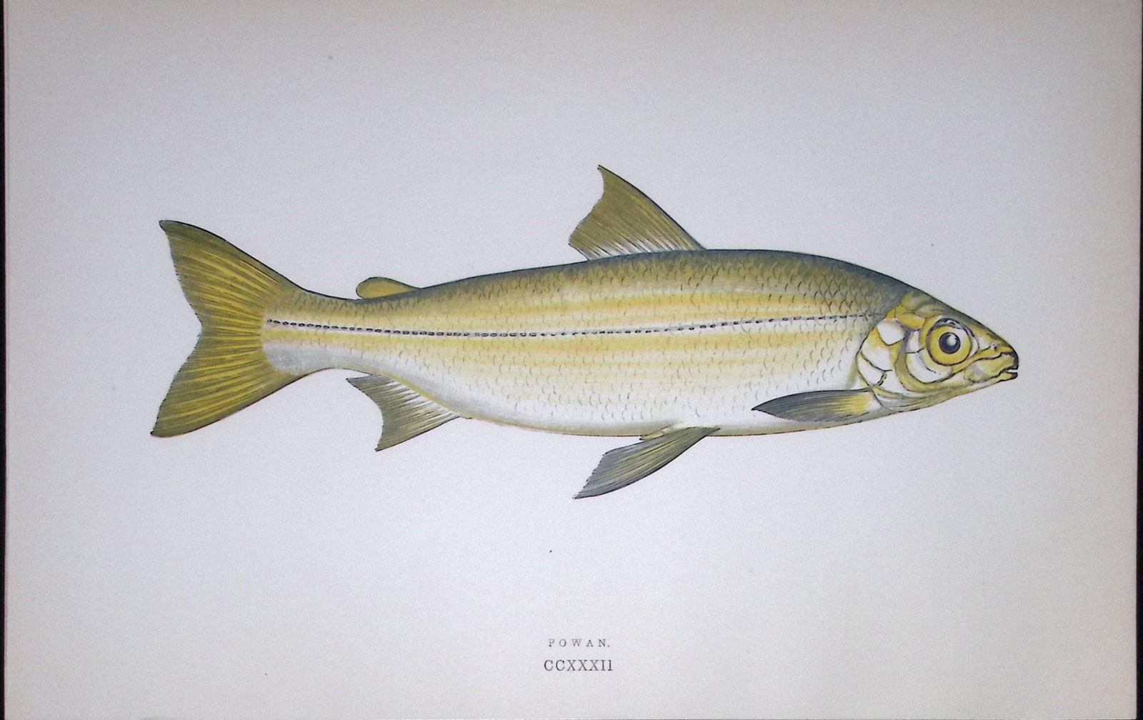 Powen Fish Scarce Antique 1877 J. Couch Woodblock Engraving-142: Title: Powen Fish Scarce Antique 1877 J. Couch Woodblock Engraving-142 Description: This Antique Original Coloured Woodblock Engraving Was Removed from An Edition of.