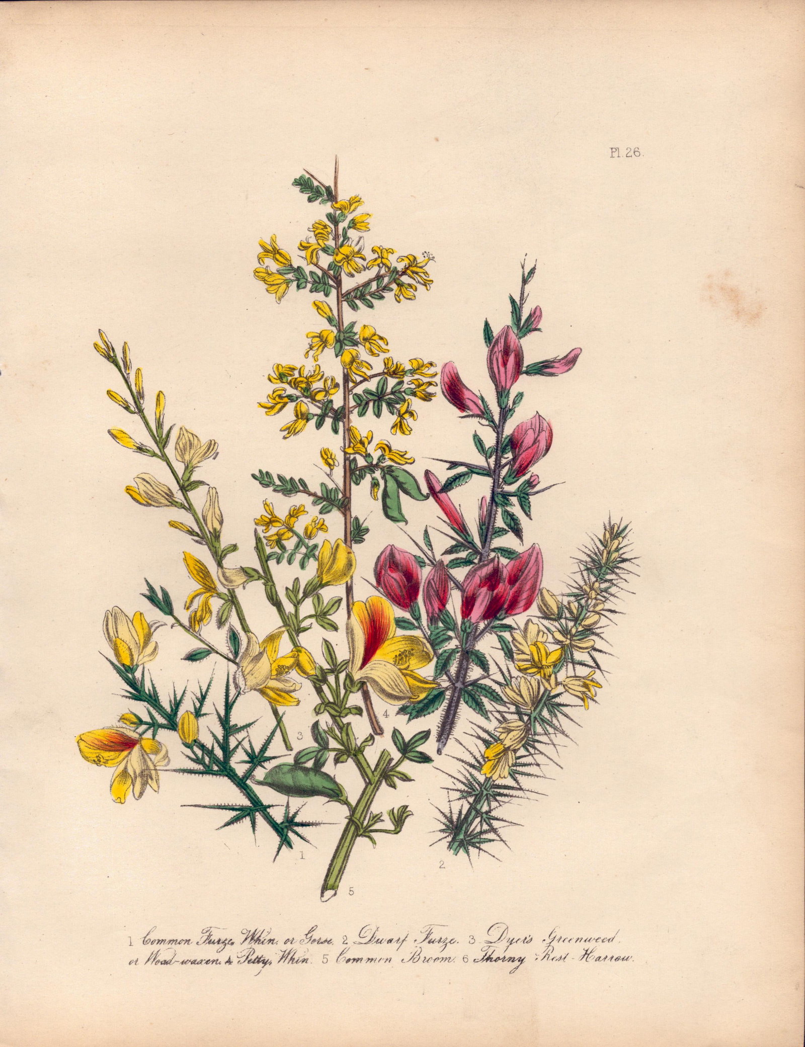 Jane Loudon Rare 165-Yr-Old Antique British Wildflower Hand-Coloured Plate-26: Title: Jane Loudon Rare 165-Yr-Old Antique British Wildflower Hand-Coloured Plate-26 Description: With Original Hand-Colouring from The Famed Series of British Wildflowers. </
