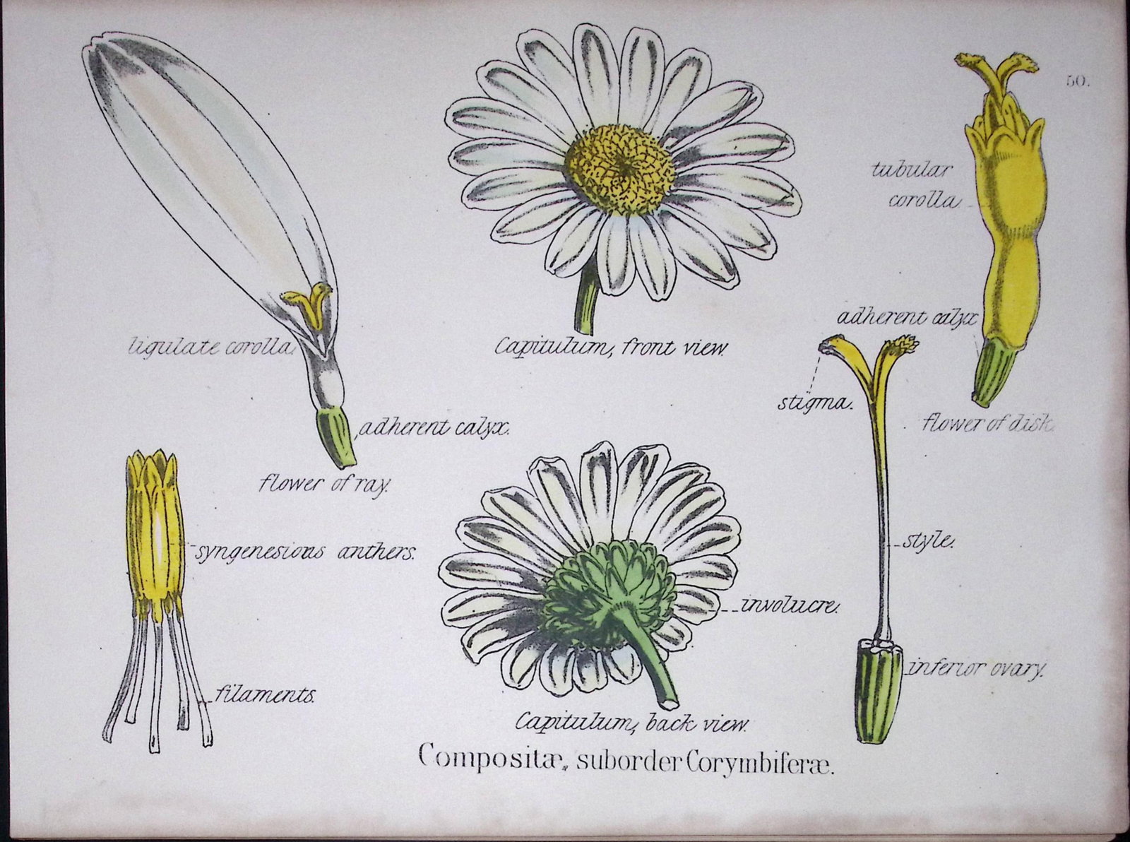 The Daisy Family Botanical Flower Diagram Rare Antique First Edition Illustration-50: Title: The Daisy Family Botanical Flower Diagram Rare Antique First Edition Illustration-50 Description: 150 Years-Old First Edition Hand-Coloured First Edition illustration by