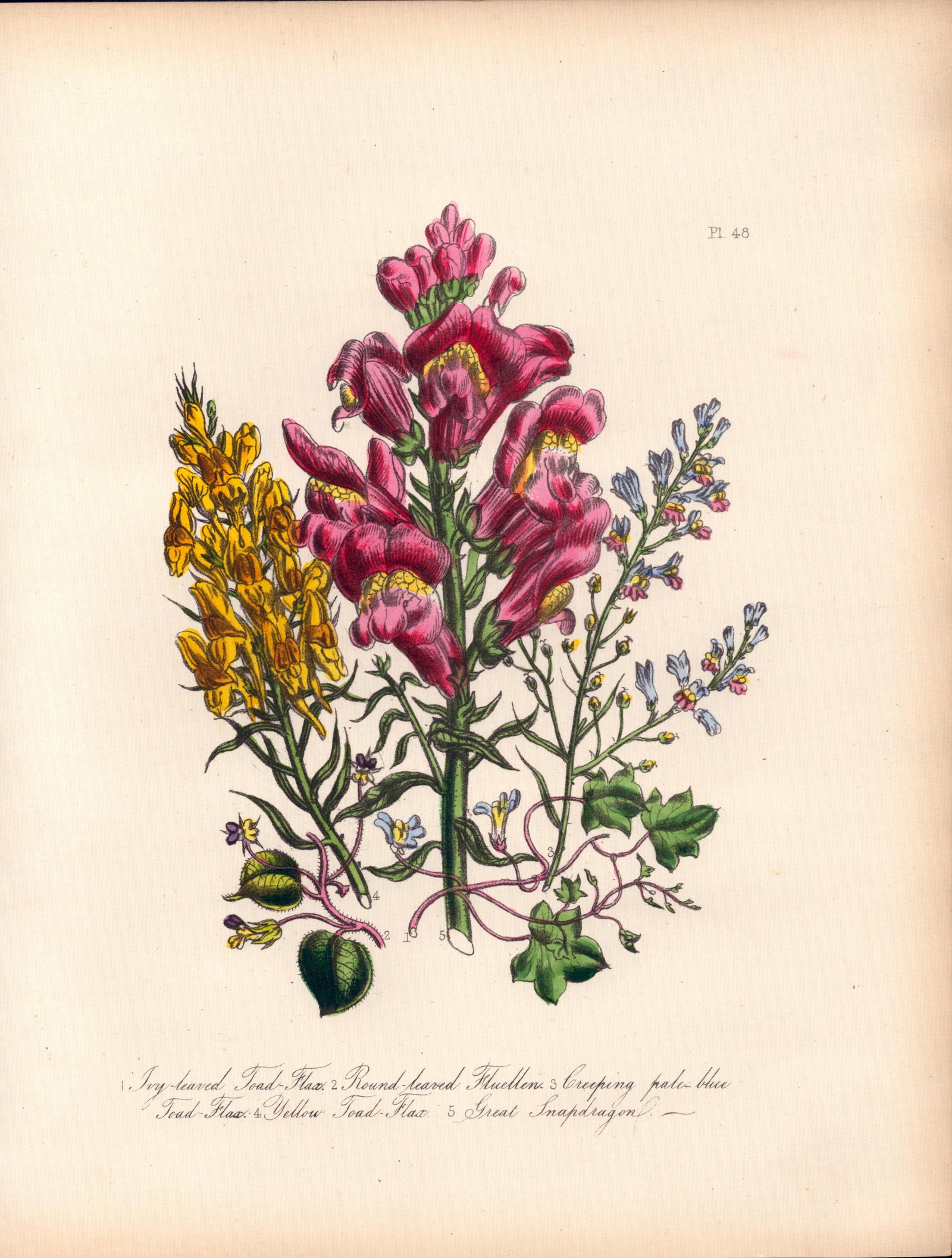 Jane Loudon Rare 165-Yr-Old Antique British Wildflower Hand-Coloured Plate-48: Title: Jane Loudon Rare 165-Yr-Old Antique British Wildflower Hand-Coloured Plate-48 Description: With Original Hand-Colouring from The Famed Series of British Wildflowers. </