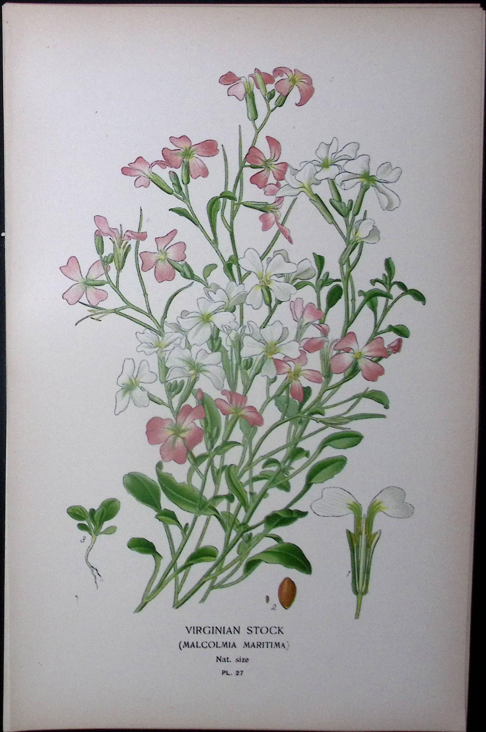 Virginian Stock Flower Edward Step Rare Antique Botanical Book Plate-27: Title: Virginian Stock Flower Edward Step Rare Antique Botanical Book Plate-27 Description: This Rare Beautiful Chromolithograph Was Removed from a Circa 1897 Antique Edition of.
