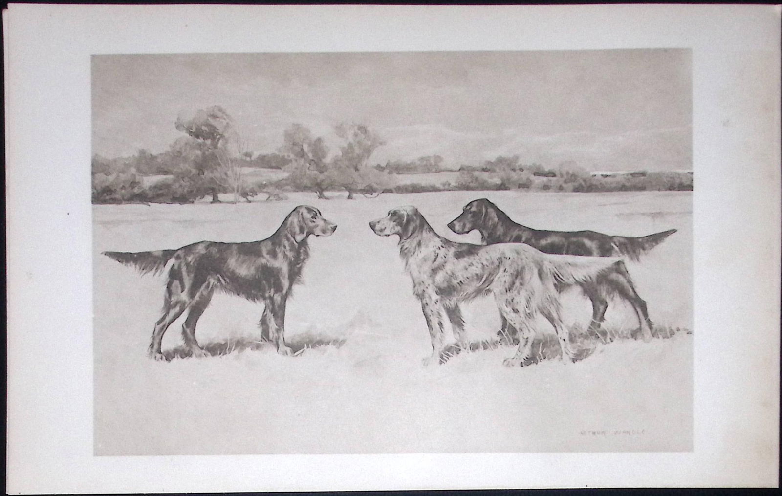 Group of Setters Antique Book Plate Rawdon Lee Modern Dogs -54: Title: Group of Setters Antique Book Plate Rawdon Lee Modern Dogs -54 Description: This Antique Book Plate Was Removed from an Edition of Modern Dogs by Rawdon Lee 1893.