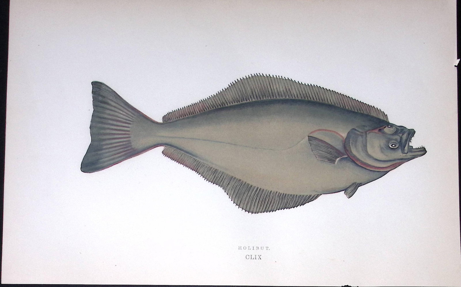 Halibut Fish Scarce Antique 1877 J. Couch Woodblock Engraving-166: Title: Halibut Fish Scarce Antique 1877 J. Couch Woodblock Engraving-166 Description: This Antique Original Coloured Woodblock Engraving Was Removed from An Edition of.