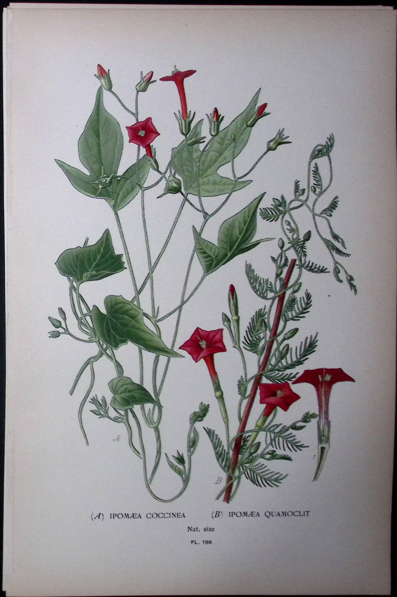 Red Morning Glory Flower Edward Step Rare Antique Botanical Book Plate-196: Title: Red Morning Glory Flower Edward Step Rare Antique Botanical Book Plate-196 Description: This Rare Beautiful Chromolithograph Was Removed from a Circa 1897 Antique Edition of.<