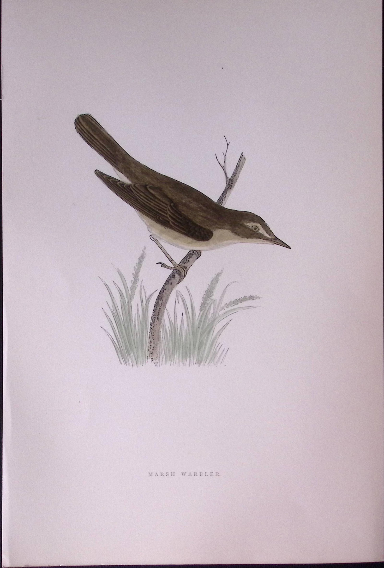 Marsh Warbler Rev Morris Antique History of British Birds 130 Years-Old Engraving-117: Title: Marsh Warbler Rev Morris Antique History of British Birds 130 Years-Old Engraving-117 Description: This Chromolithographic Engraved Plate Has Been Removed from an Antique Edit