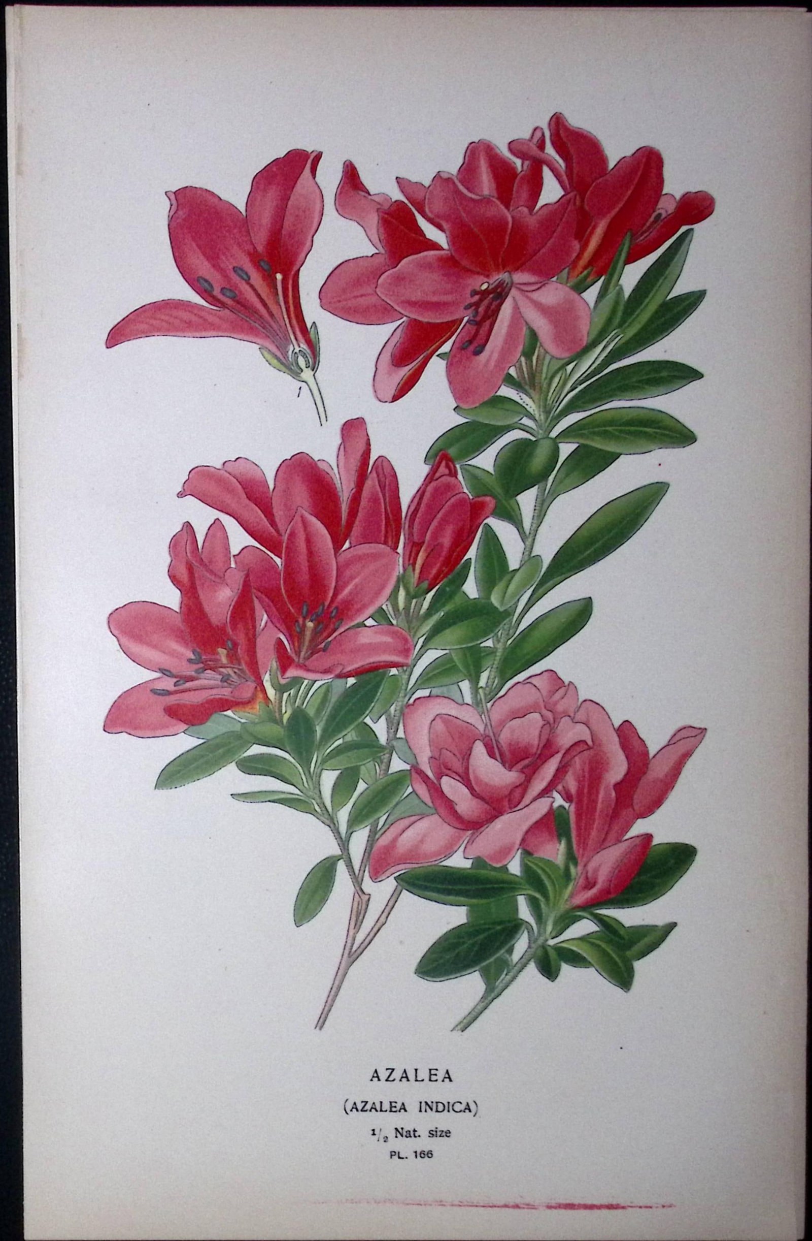 Azalea Indica Edward Step Rare Antique Botanical Book Plate-166 (1 of 1)