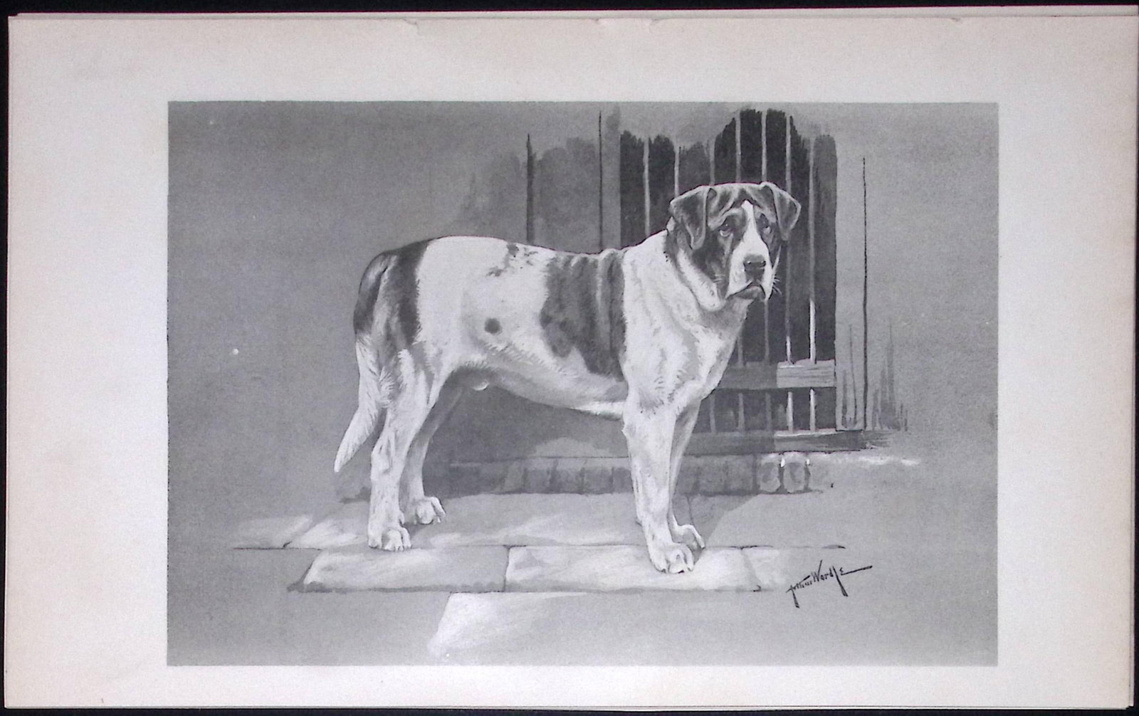 St Bernard Smooth Coated Antique Book Plate Rawdon Lee Modern Dog 1894-3: Title: St Bernard Smooth Coated Antique Book Plate Rawdon Lee Modern Dog 1894-3 Description: This Antique Book Plate Was Removed from an Edition of Modern Dogs by Rawdon Lee 1893.