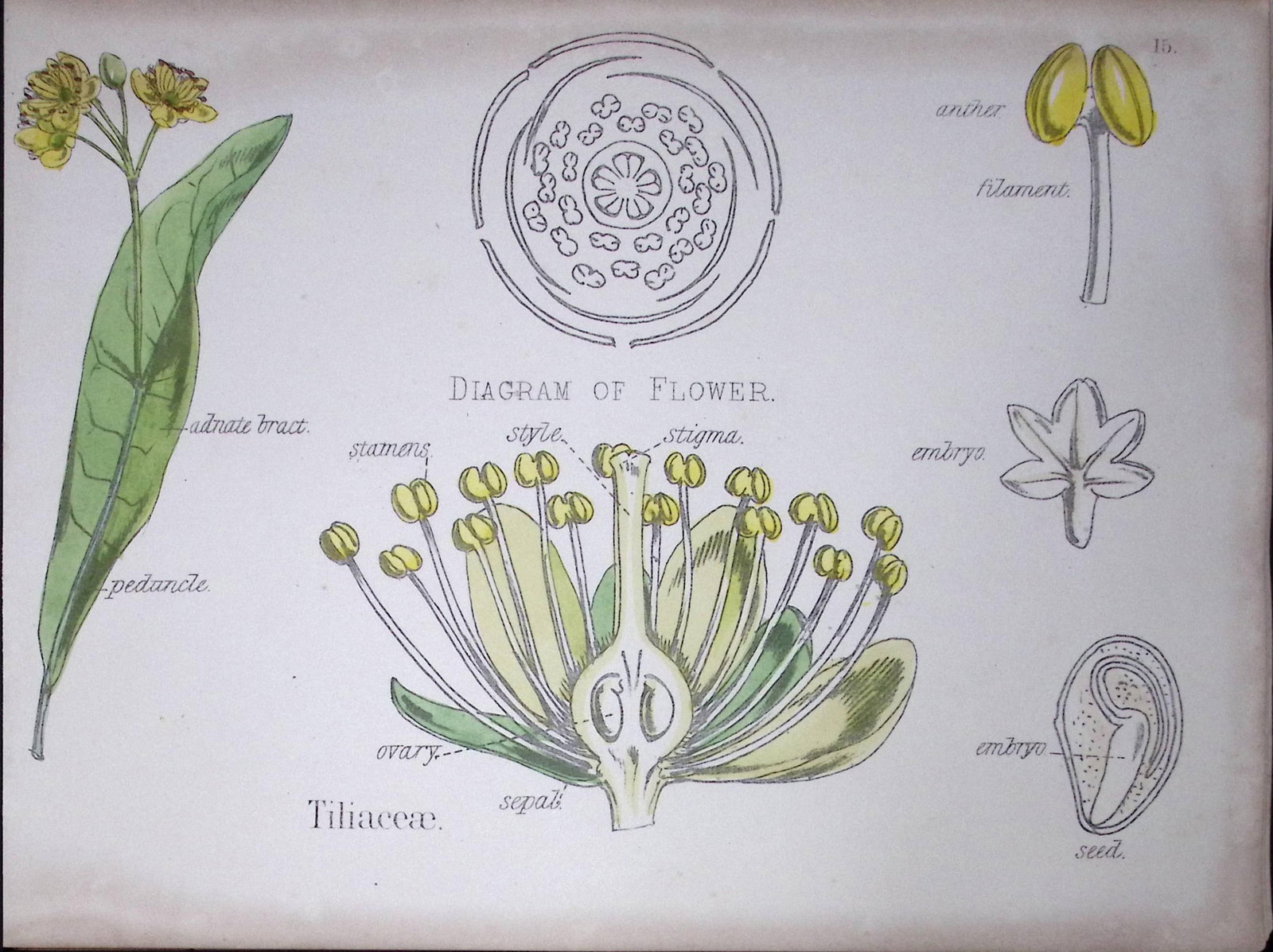 Tiliaceae Botanical Flower Diagram Rare Antique First Edition Illustration-15: Title: Tiliaceae Botanical Flower Diagram Rare Antique First Edition Illustration-15 Description: 150 Years-Old First Edition Hand-Coloured First Edition illustration by W. H.