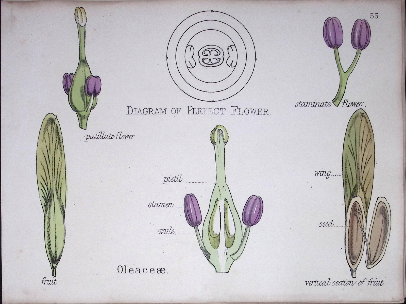 Olive Family Botanical Flower Diagram Rare Antique First Edition Illustration-55: Title: Olive Family Botanical Flower Diagram Rare Antique First Edition Illustration-55 Description: 150 Years-Old First Edition Hand-Coloured First Edition illustration by W.