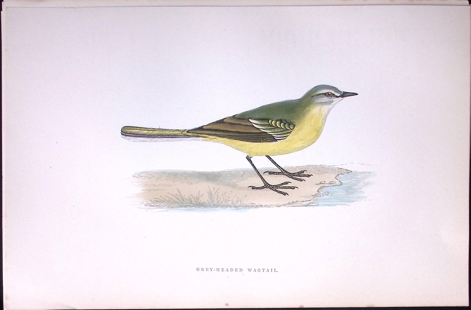 Grey Headed Wagtail Rev Morris Antique History of British Birds 130 Years-Old Engraving-167: Title: Grey Headed Wagtail Rev Morris Antique History of British Birds 130 Years-Old Engraving-167 Description: This Chromolithographic Engraved Plate Has Been Removed from an Antiqu