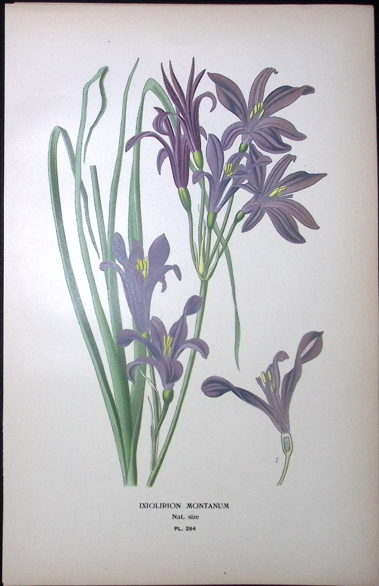 Lavender Mountain Lily Edward Step Rare Antique Botanical Book Plate-264 (1 of 1)