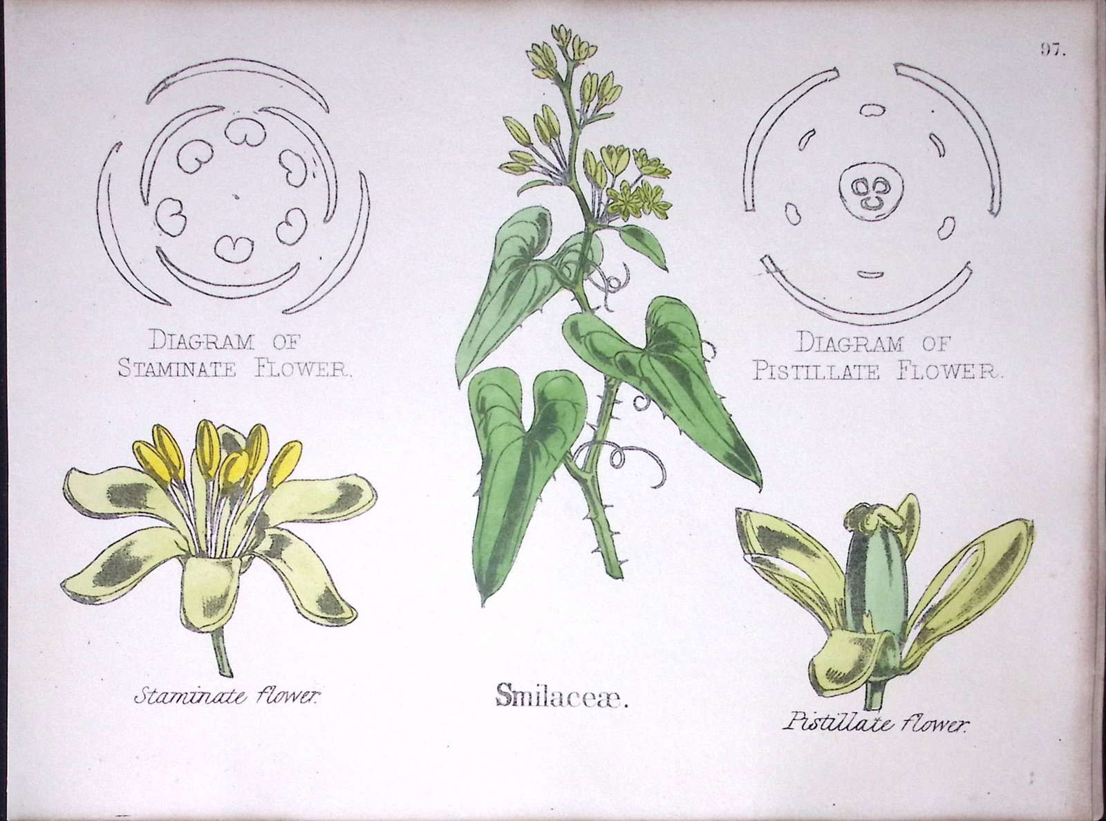 Smilacaceae Botanical Flower Diagram Rare Antique First Edition Illustration-97: Title: Smilacaceae Botanical Flower Diagram Rare Antique First Edition Illustration-97 Description: 150 Years-Old First Edition Hand-Coloured First Edition illustration by W. H
