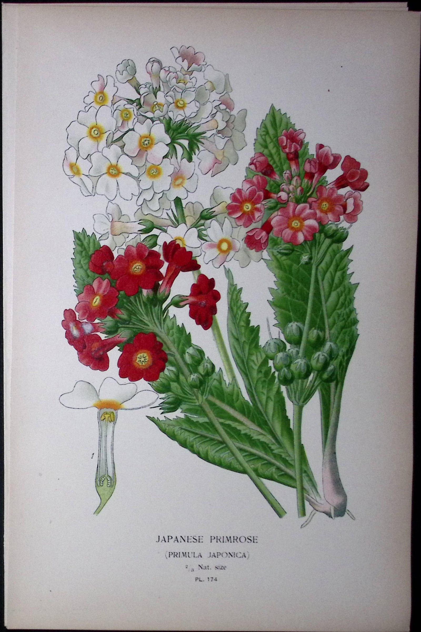 Japanese Primrose Edward Step Rare Antique Botanical Book Plate-174: Title: Japanese Primrose Edward Step Rare Antique Botanical Book Plate-174 Description: This Rare Beautiful Chromolithograph Was Removed from a Circa 1897 Antique Edition of.