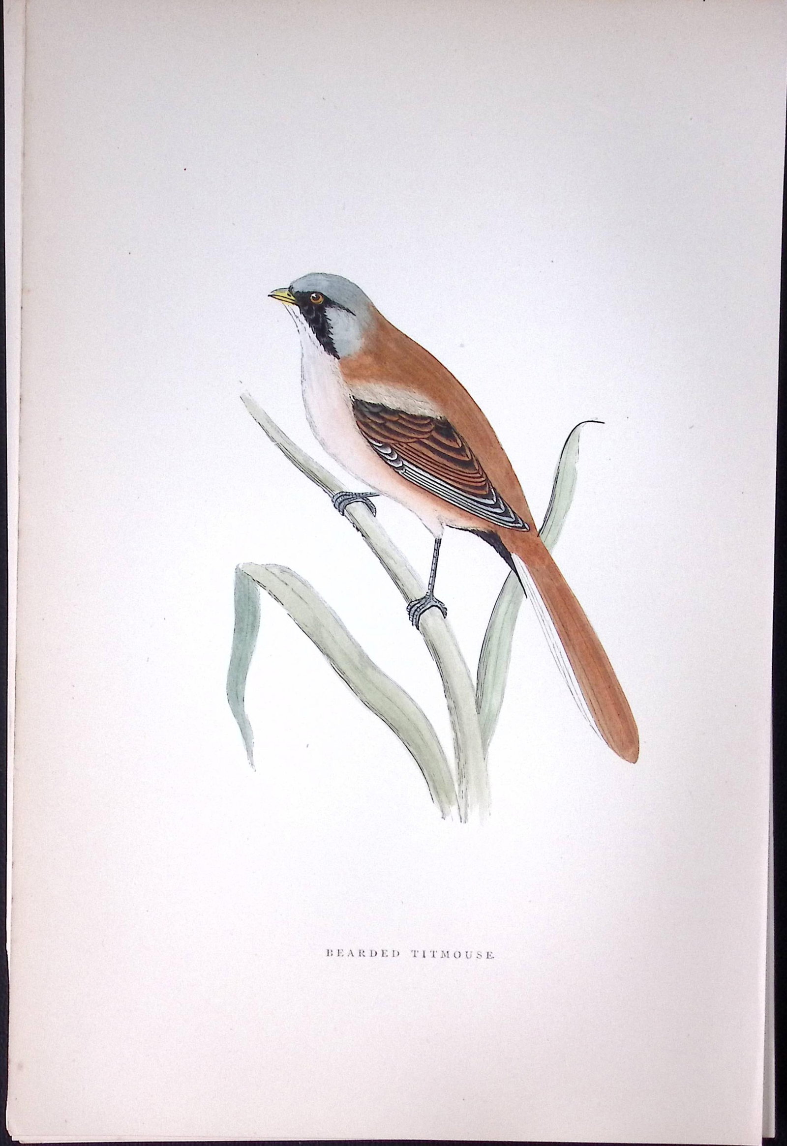 Bearded Titmouse Rev Morris Antique History of British Birds 130 Years-Old Engraving-71: Title: Bearded Titmouse Rev Morris Antique History of British Birds 130 Years-Old Engraving-71 Description: This Chromolithographic Engraved Plate Has Been Removed from an Antique Ed