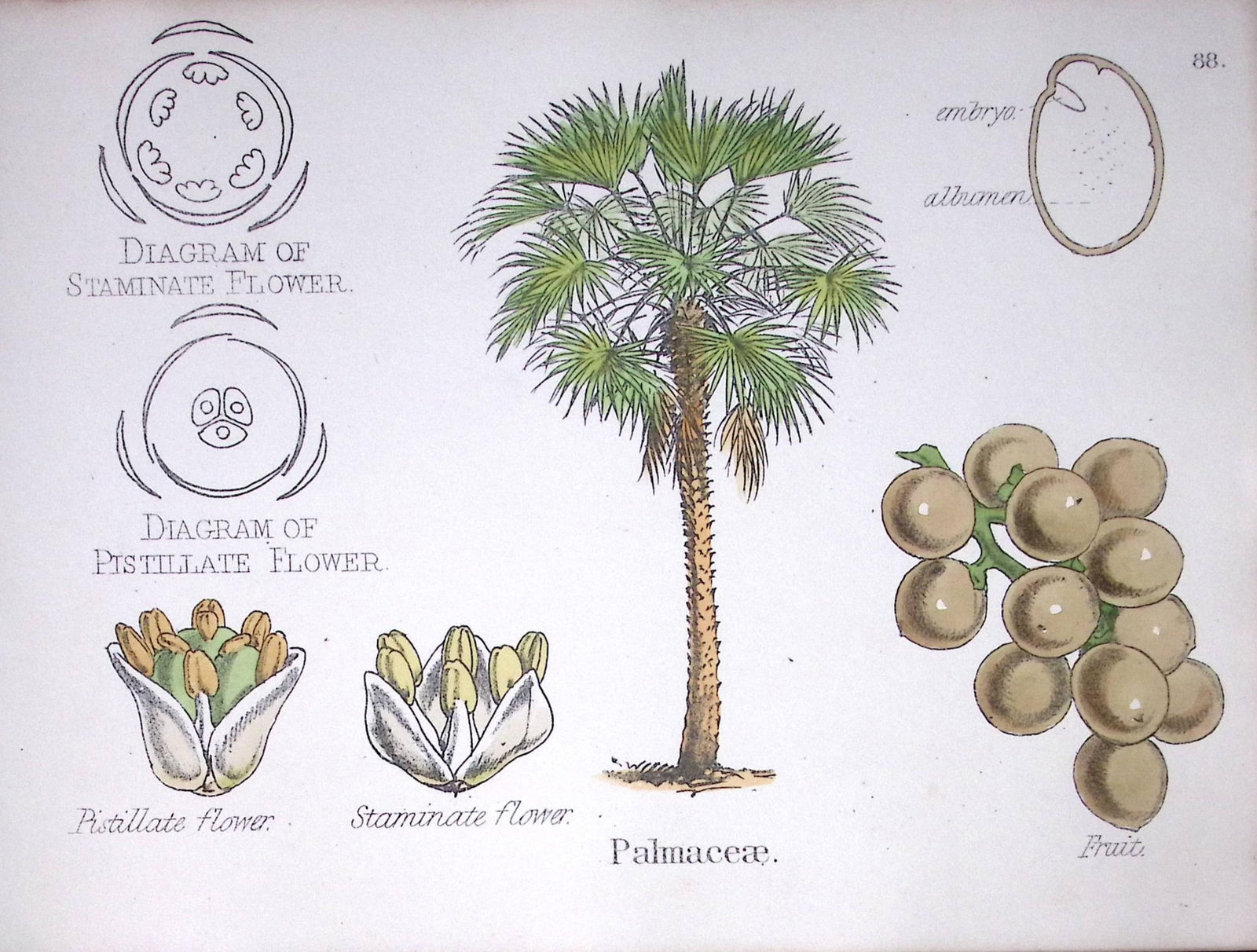Palm Tree Botanical Flower Diagram Rare Antique First Edition Illustration-88: Title: Palm Tree Botanical Flower Diagram Rare Antique First Edition Illustration-88 Description: 150 Years-Old First Edition Hand-Coloured First Edition illustration by W. H.