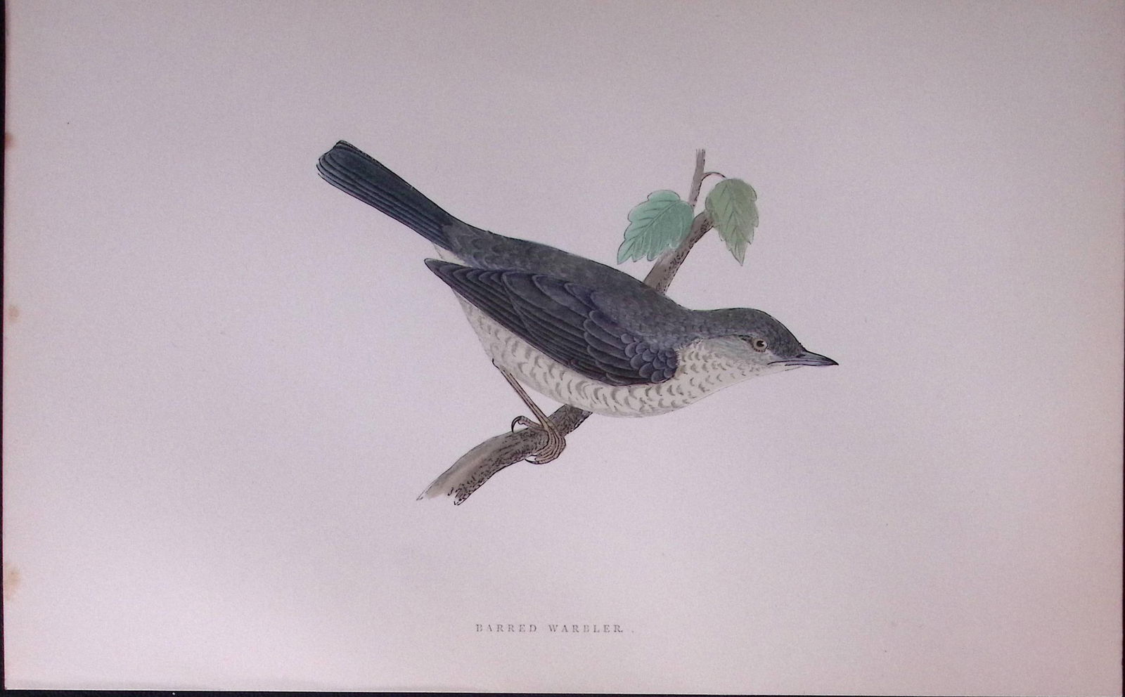 Barred Warbler Rev Morris Antique History of British Birds 130 Years-Old Engraving-118: Title: Barred Warbler Rev Morris Antique History of British Birds 130 Years-Old Engraving-118 Description: This Chromolithographic Engraved Plate Has Been Removed from an Antique Edition of. 